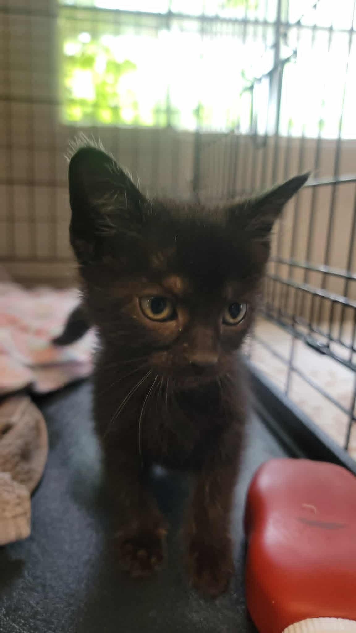 26-93, adopted, Kitten Female Domestic Short Hair.