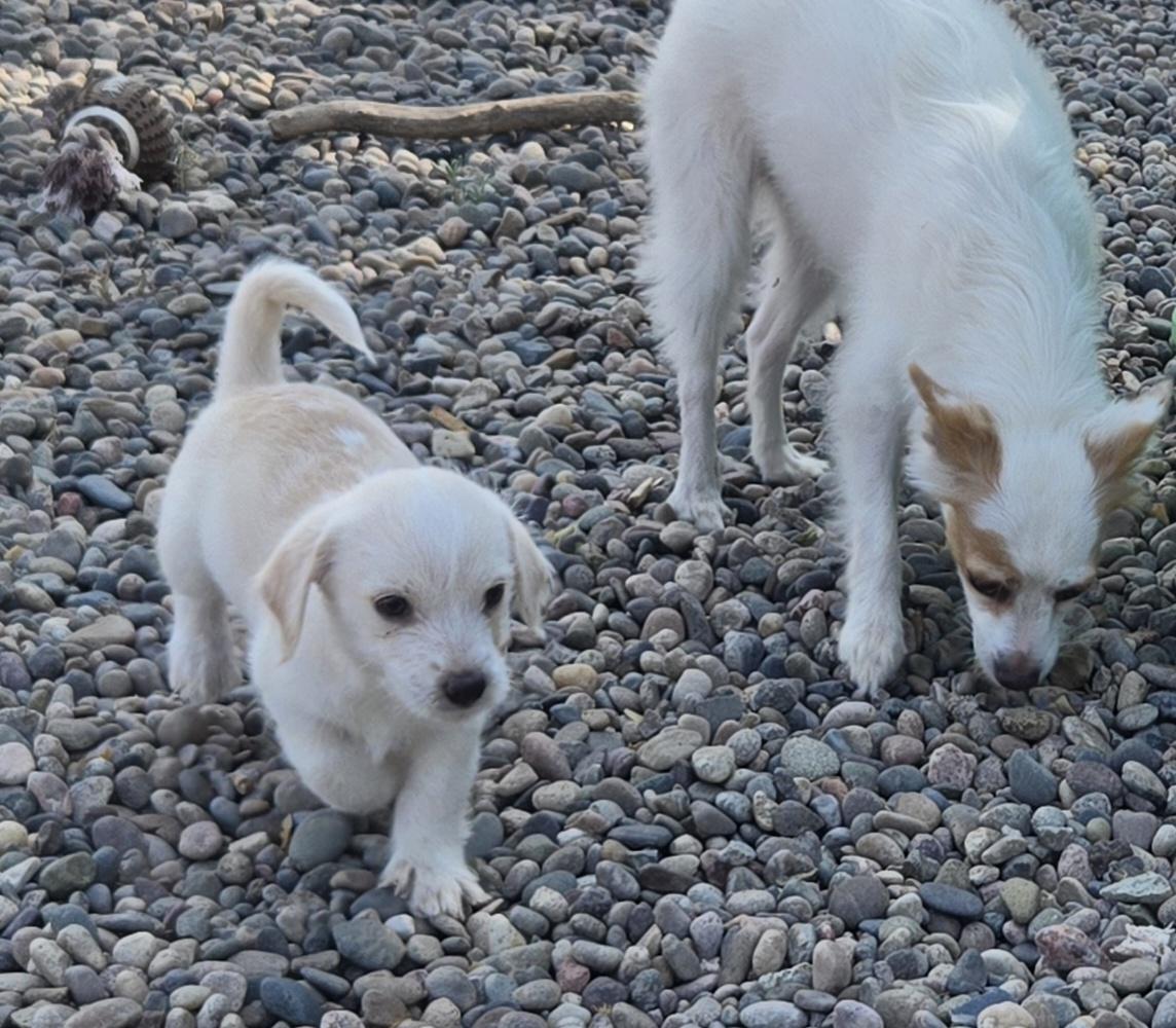 BROOKE, adopted, Puppy Female Shih Tzu & Jack Russell Terrier.