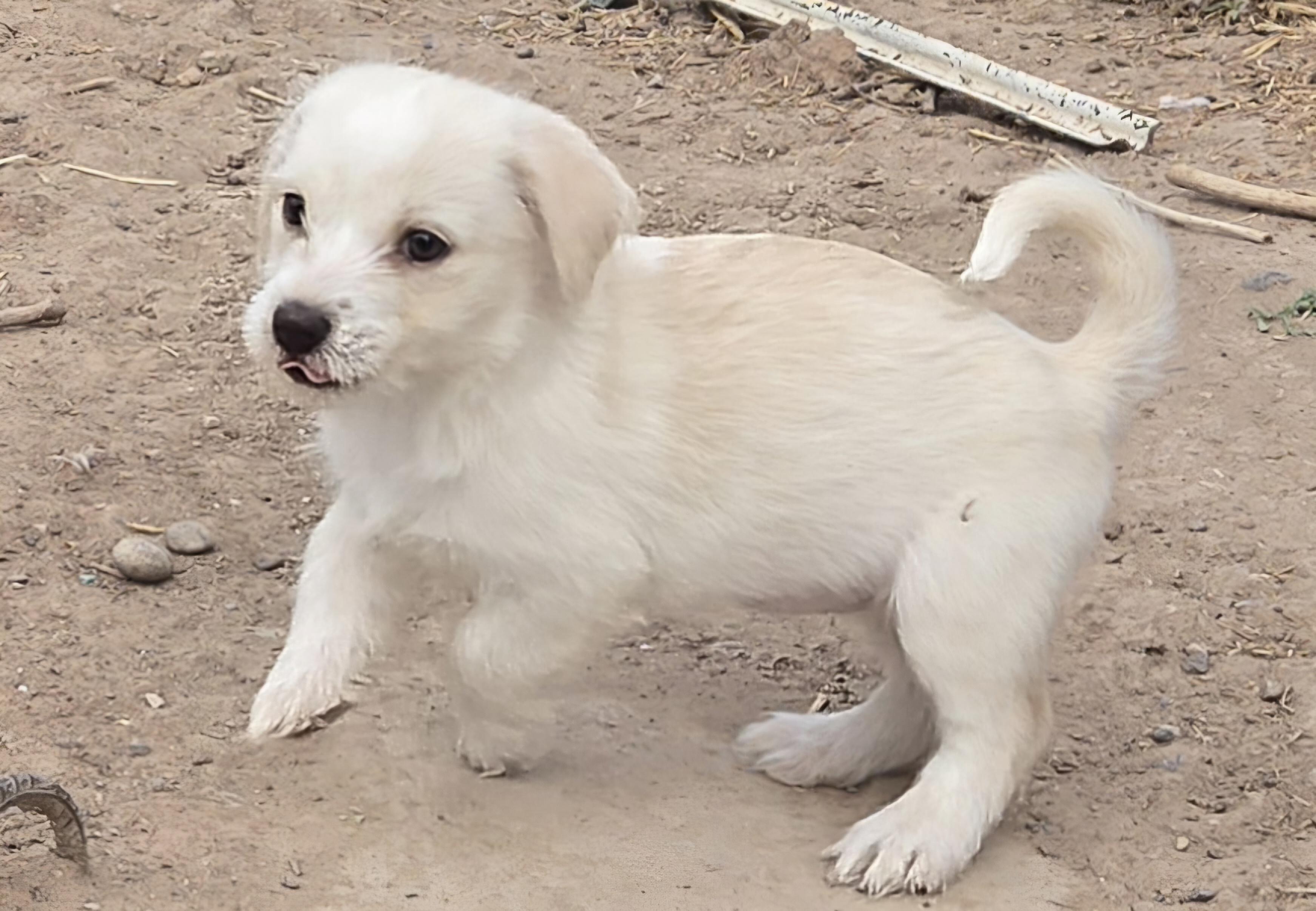BROOKE, an adopted mixed breed in Peralta, NM image 4/6