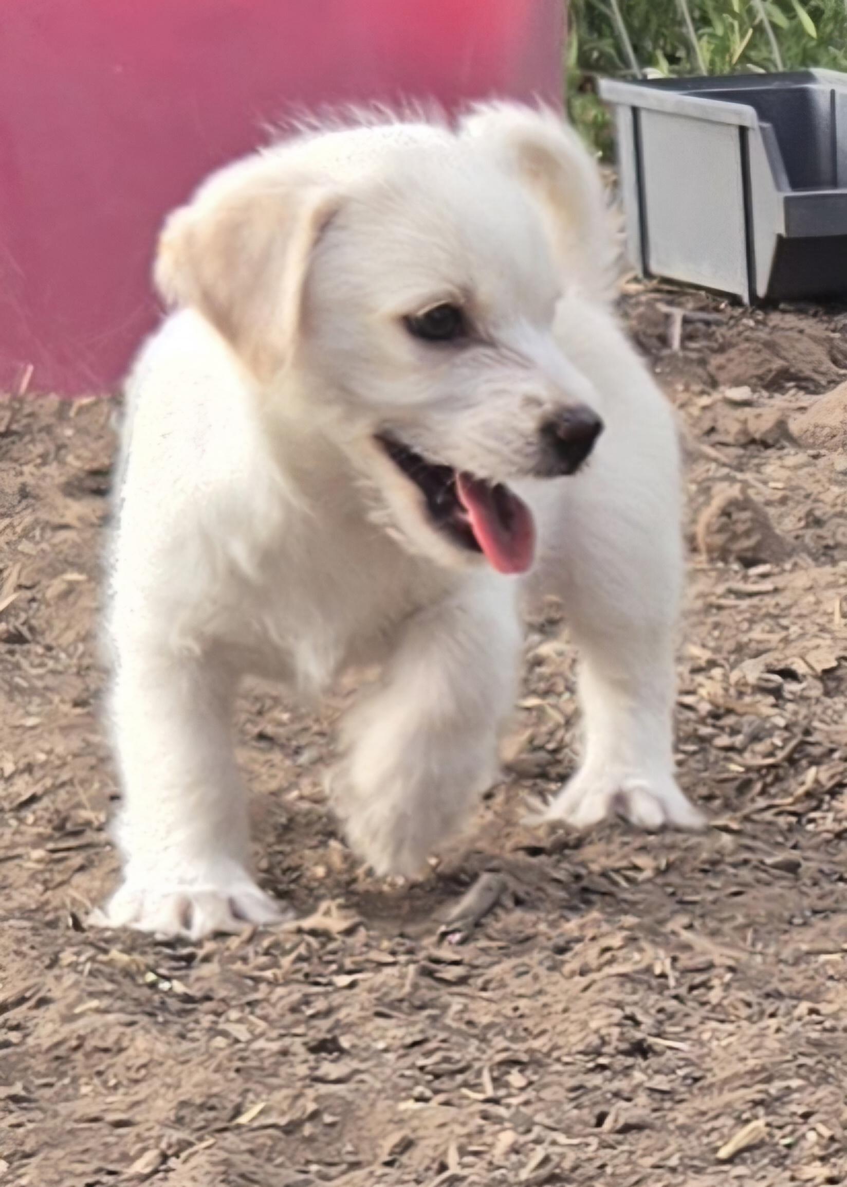 BROOKE, an adopted mixed breed in Peralta, NM image 2/6