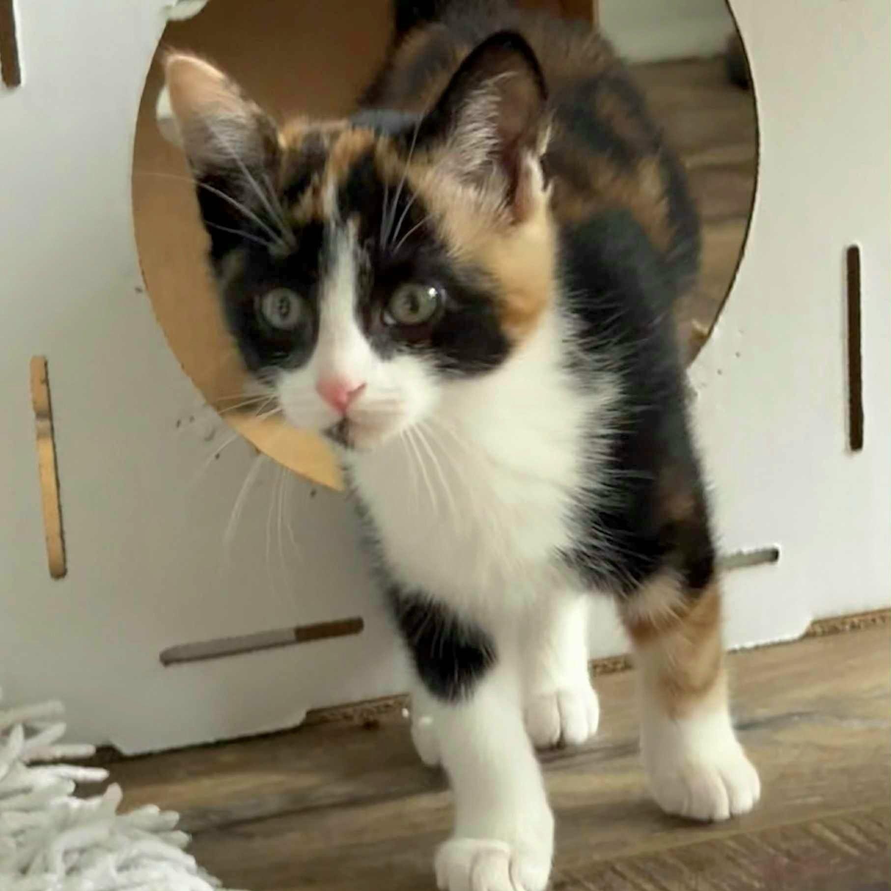 Cuddles *Gorgeous Calico Kitten*, a Adoptable Domestic Short Hair in Riverview, FL image 5/6