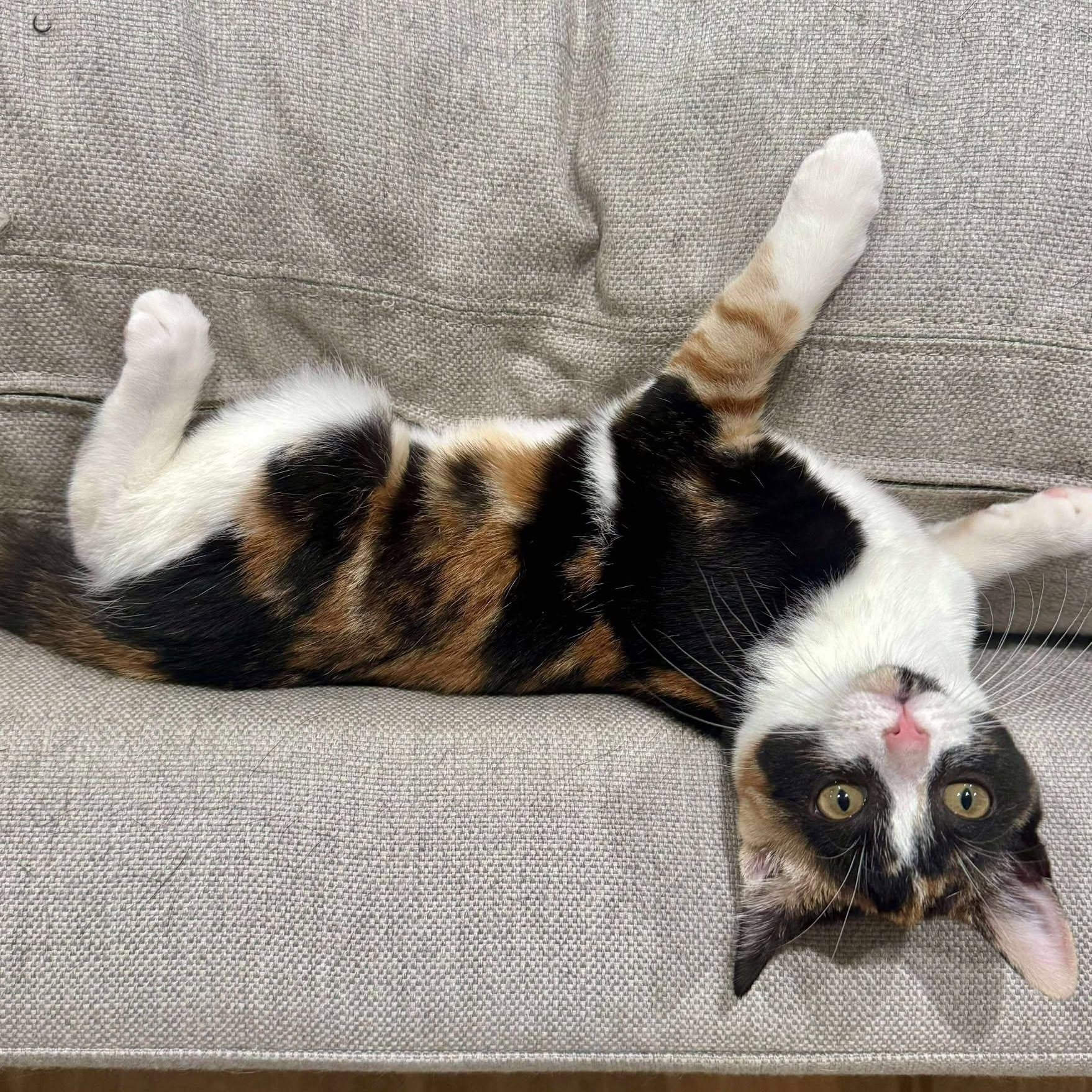 Cuddles *Gorgeous Calico Kitten*, a Adoptable Domestic Short Hair in Riverview, FL image 2/6