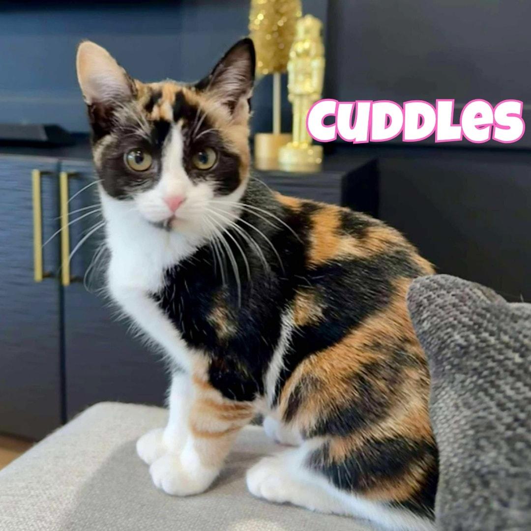 Cuddles *Gorgeous Calico Kitten*, a Adoptable Domestic Short Hair in Riverview, FL image 1/6