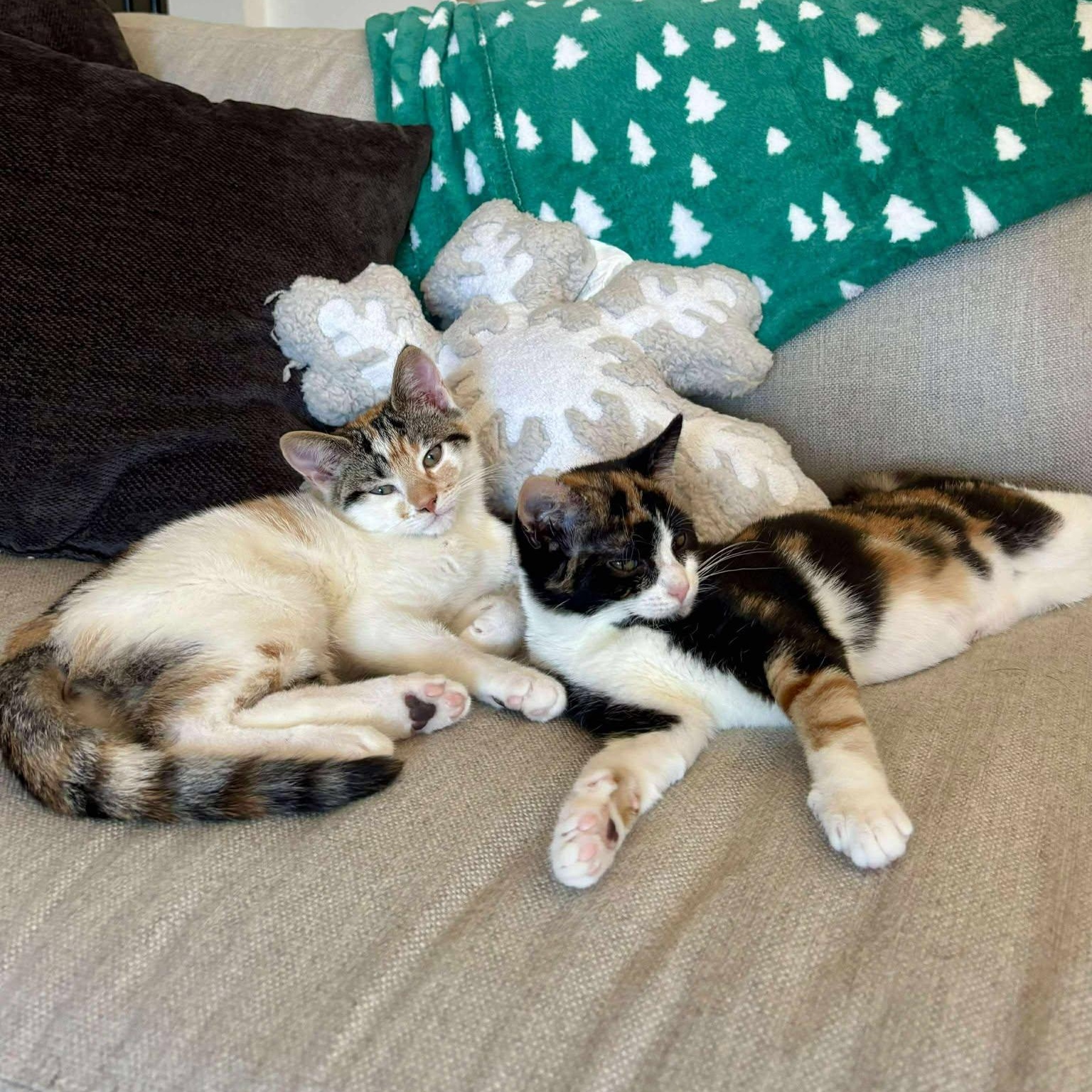 Cuddles *Gorgeous Calico Kitten*, a Adoptable Domestic Short Hair in Riverview, FL image 3/6