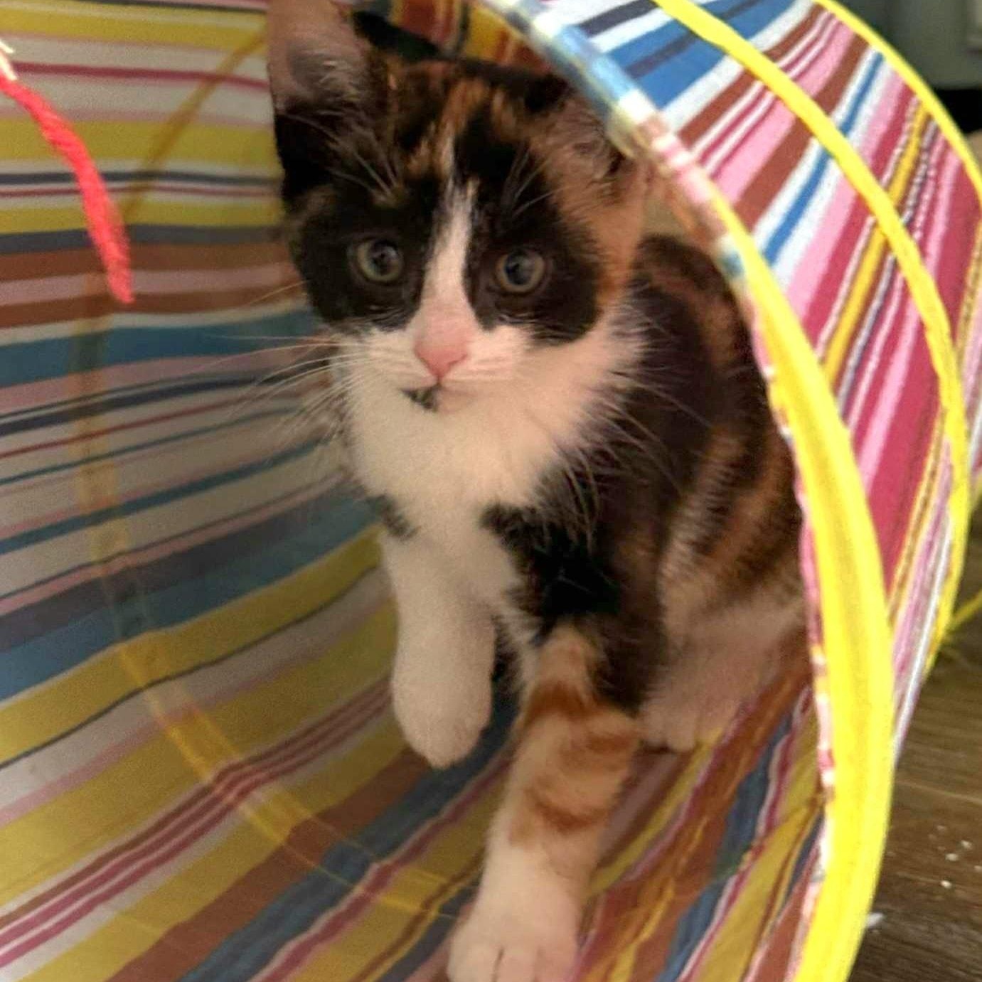 Cuddles *Gorgeous Calico Kitten*, a Adoptable Domestic Short Hair in Riverview, FL image 6/6