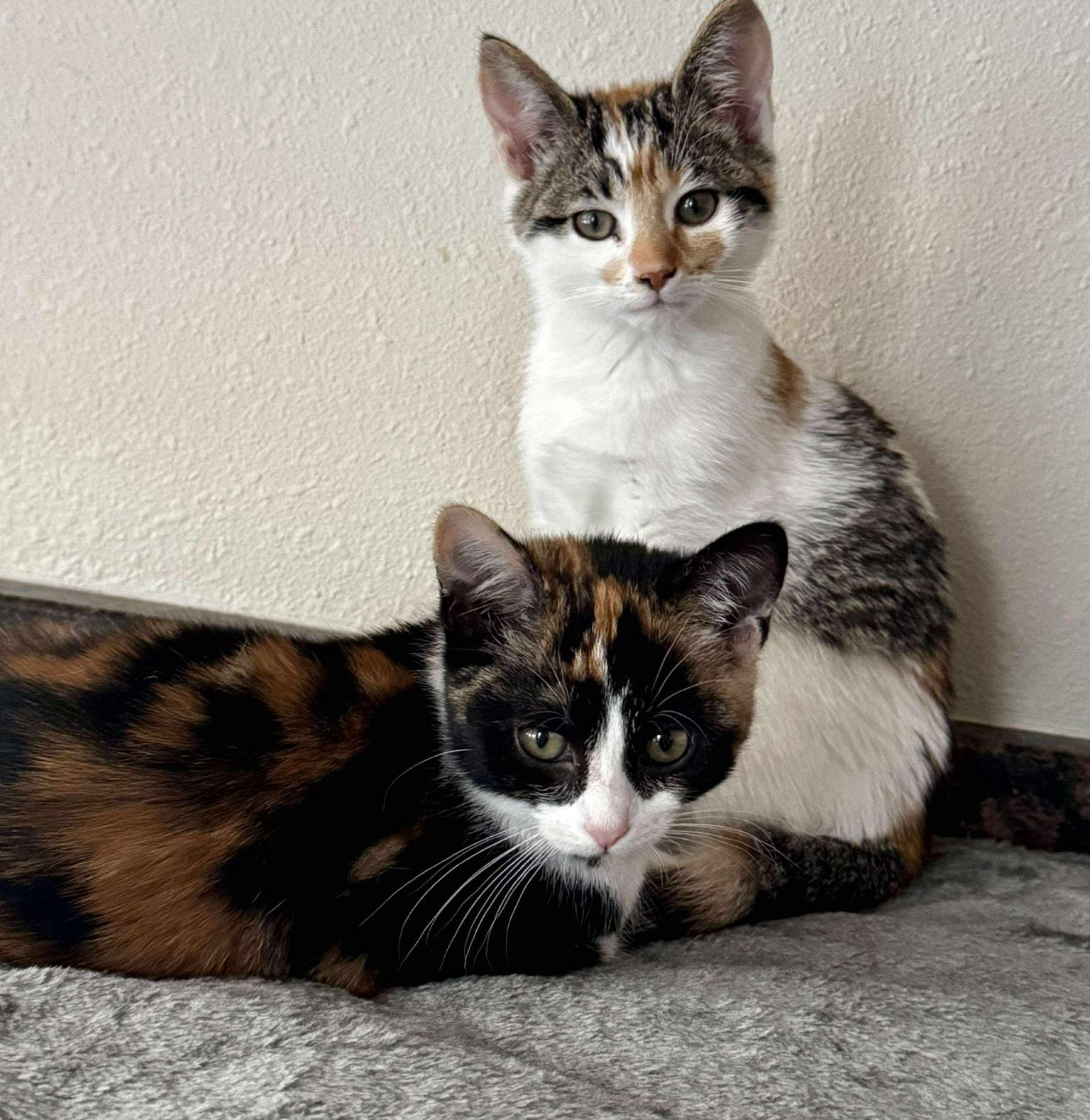 Cuddles *Gorgeous Calico Kitten*, a Adoptable Domestic Short Hair in Riverview, FL image 4/6