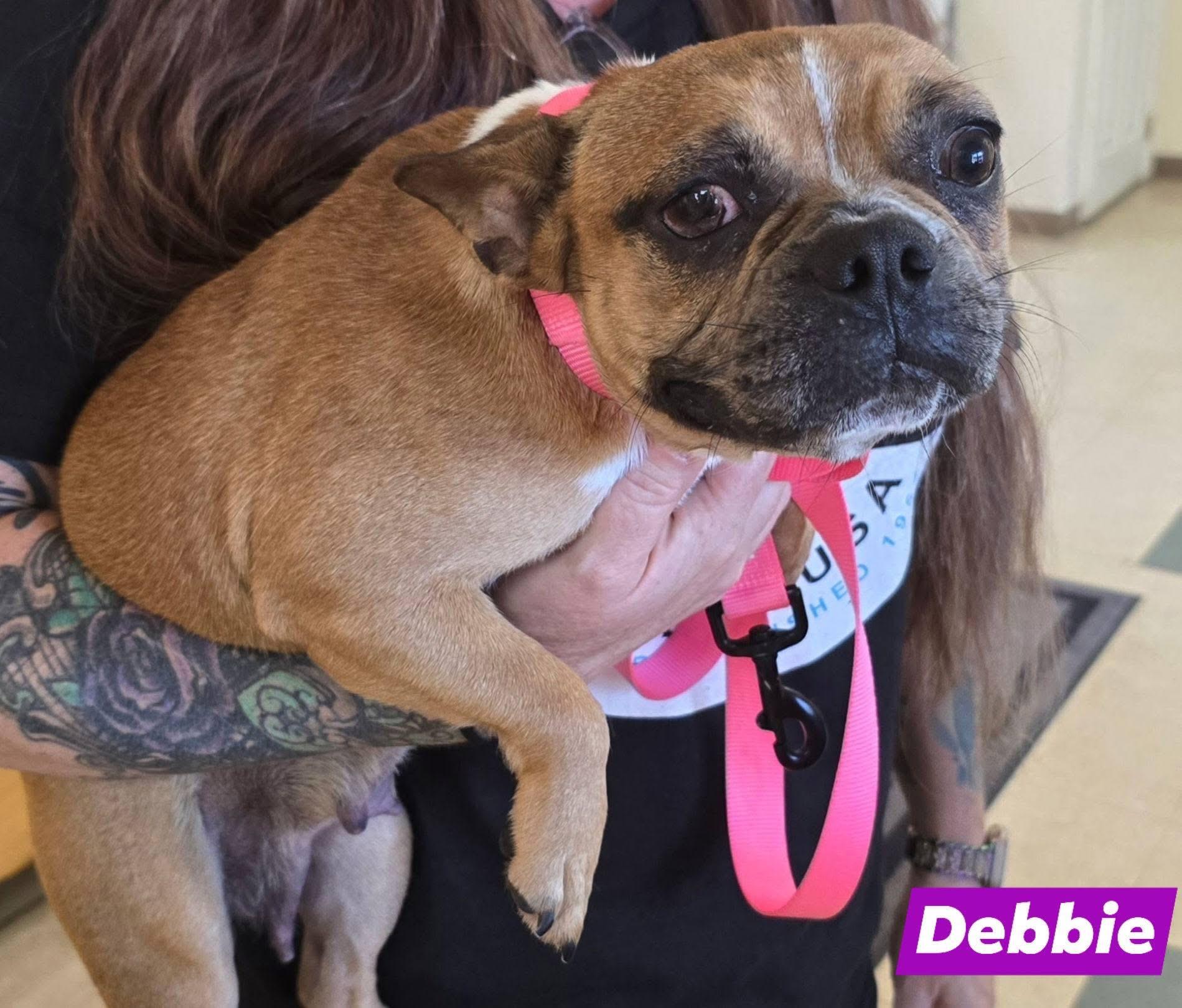 Enlarge Debbie, a Adoptable mixed breed in St. Clairsville, OH image 2/2