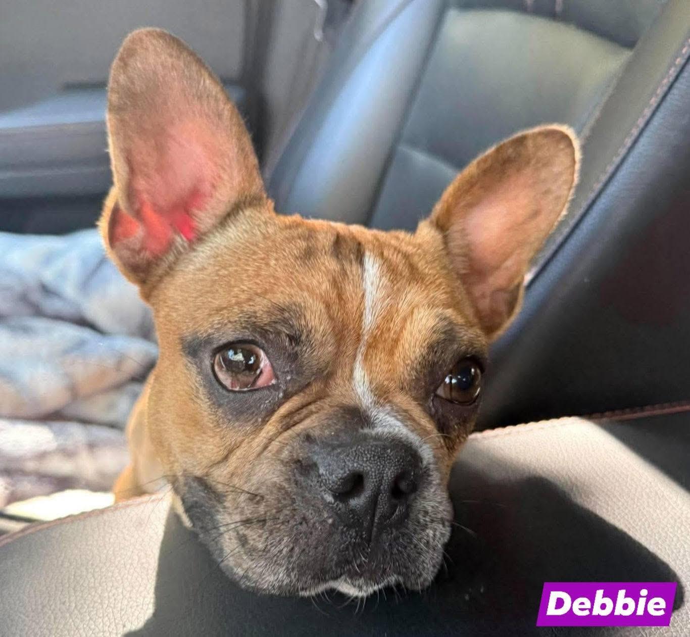 Enlarge Debbie, a Adoptable mixed breed in St. Clairsville, OH image 1/2