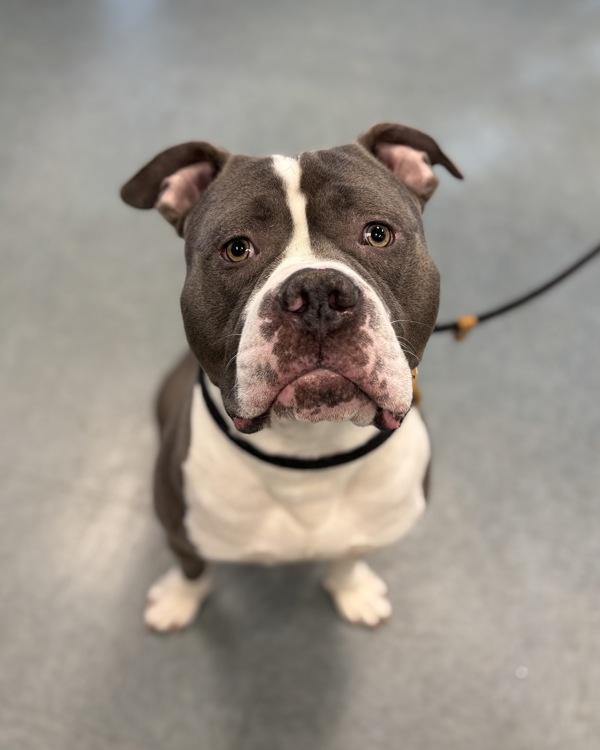 Enlarge I'm Just Happy to Be Here, a Adoptable mixed breed in Richmond, VA image 1/1