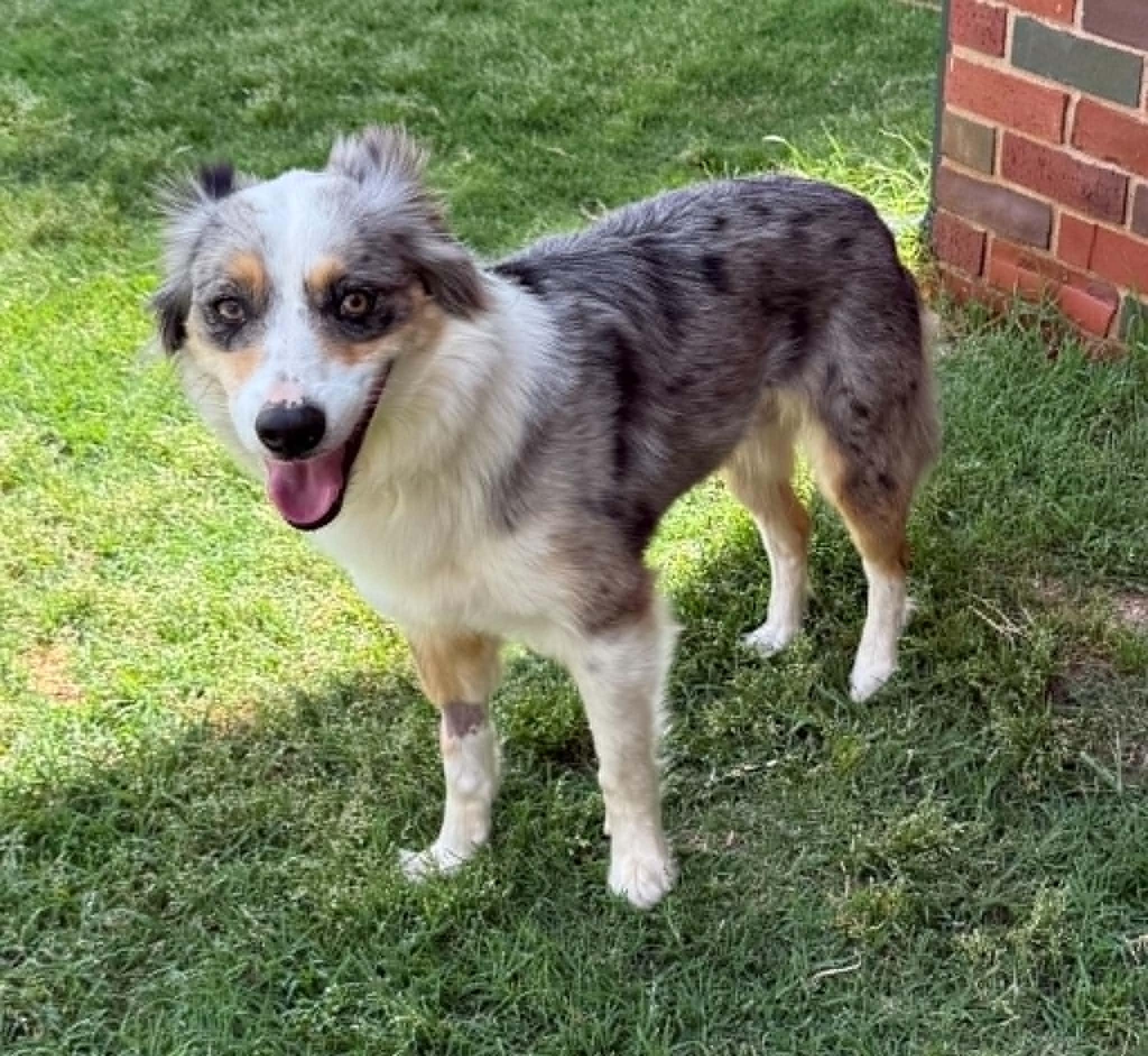 M'Lady, a ADOPTABLE Border Collie in Oklahoma City, OK image 2/2