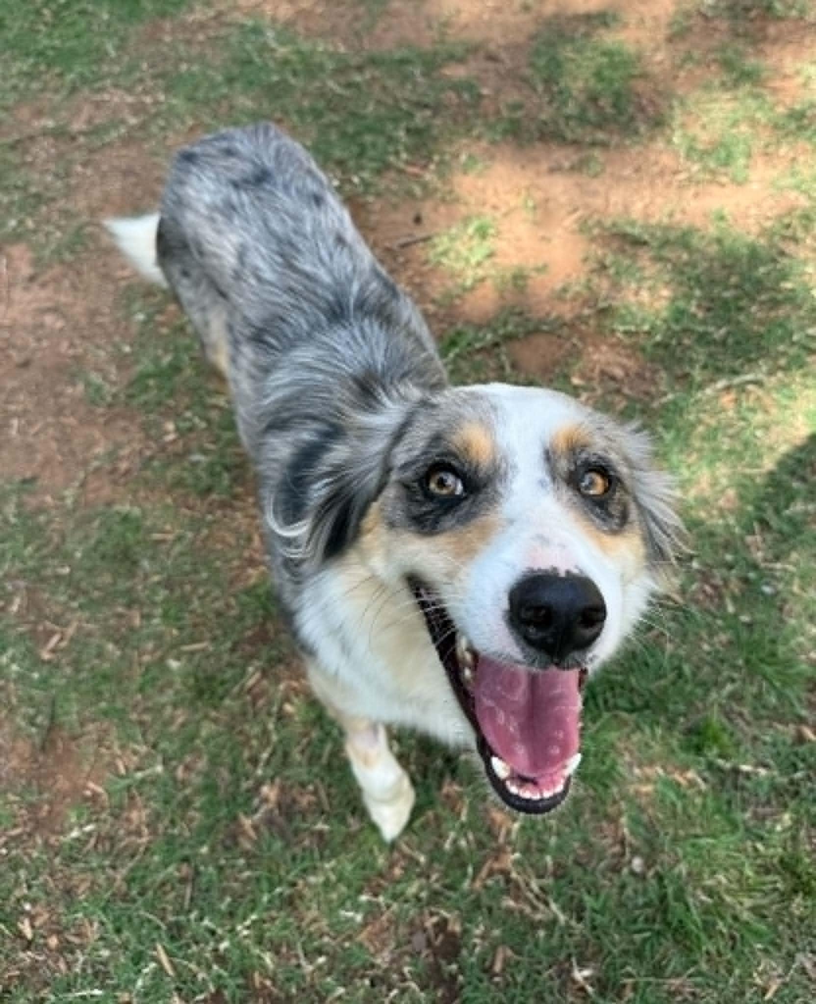 M'Lady, ADOPTABLE, Adult Female Border Collie.