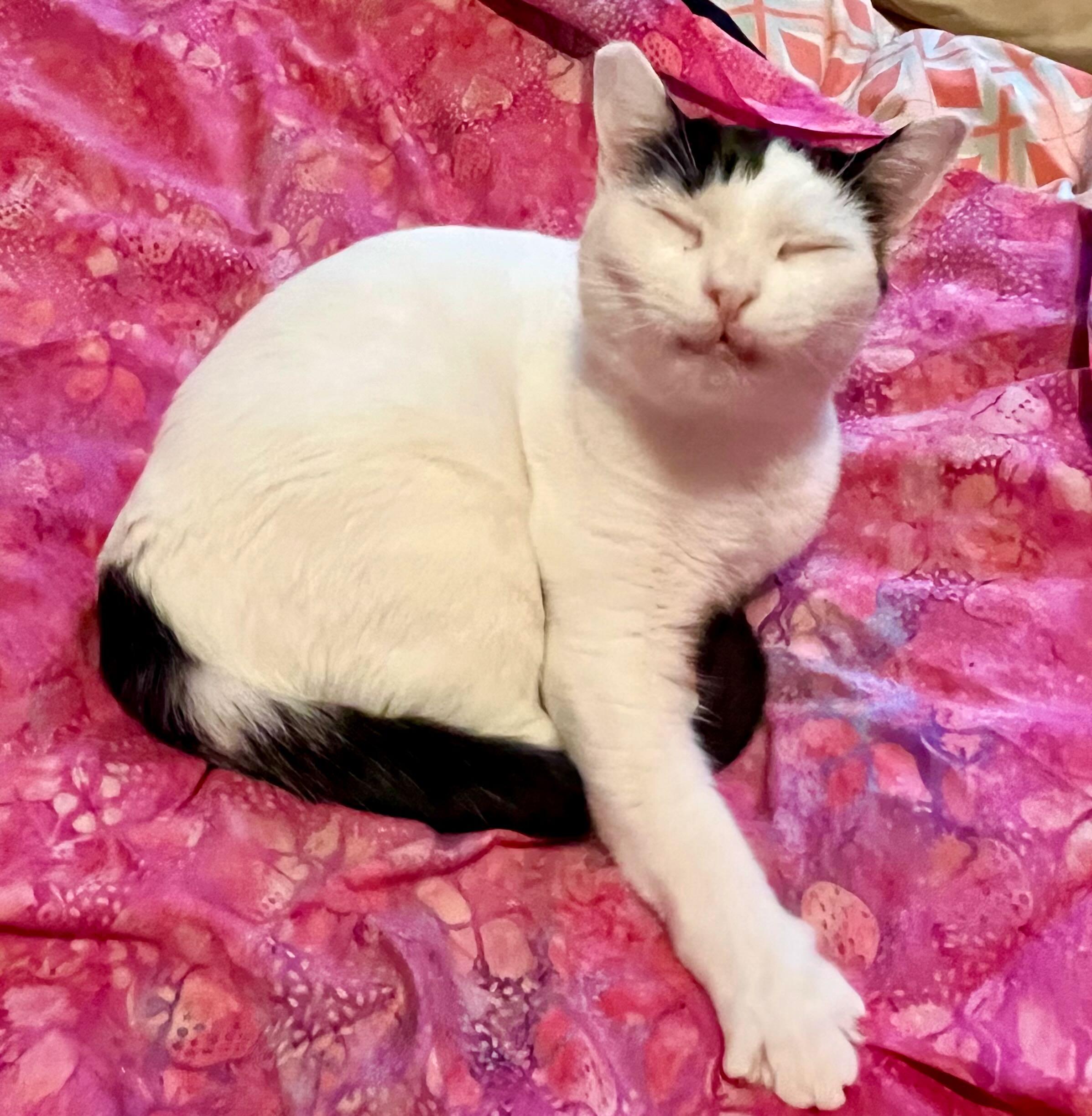 Enlarge Irene, a Adoptable mixed breed in Portland, OR image 5/5