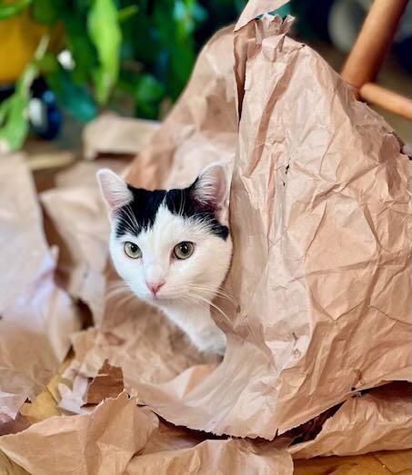 Enlarge Irene, a Adoptable mixed breed in Portland, OR image 3/5