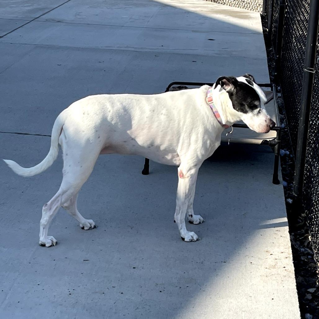 Enlarge Eve, a Adoptable mixed breed in Monticello, IA image 6/6