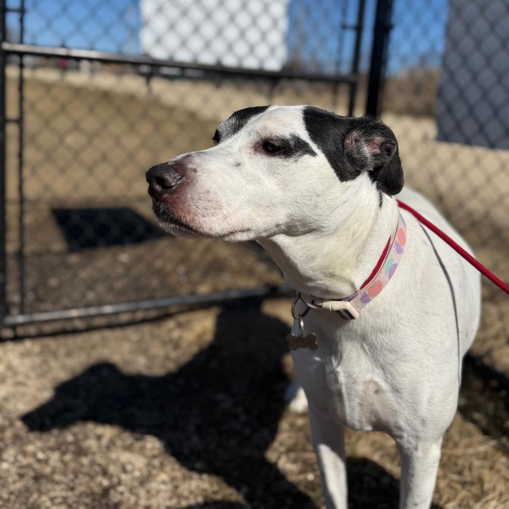 Enlarge Eve, a Adoptable mixed breed in Monticello, IA image 5/6