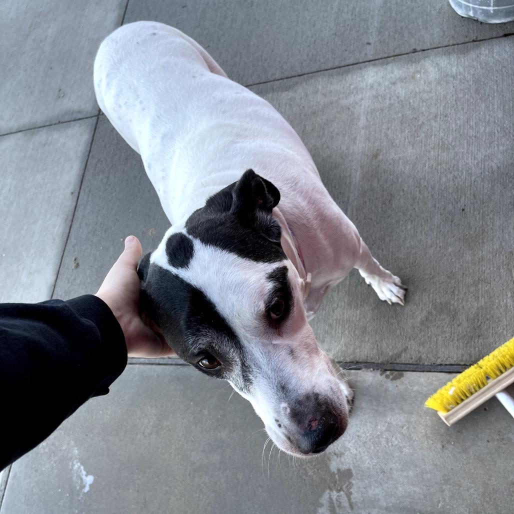 Enlarge Eve, a Adoptable mixed breed in Monticello, IA image 2/6