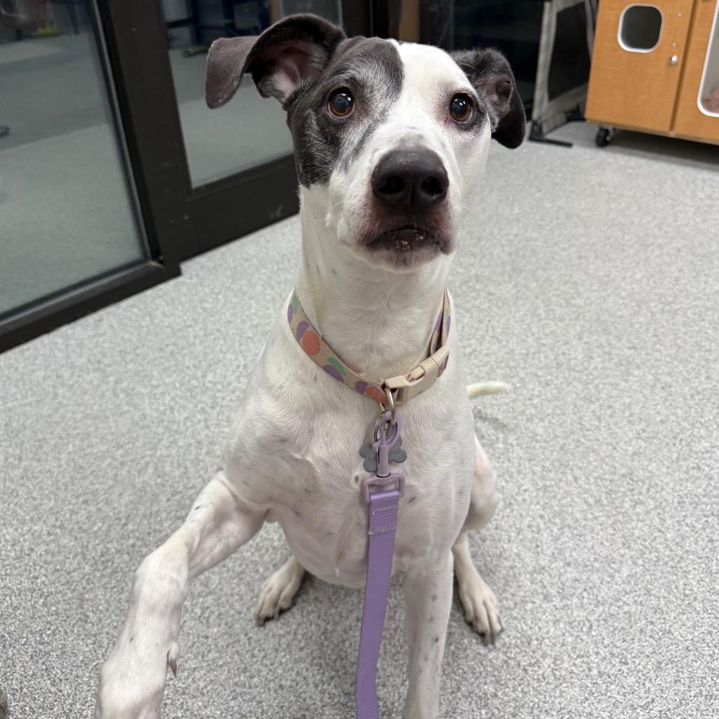 Eve, Adoptable, Senior Female Great Dane & Pointer.