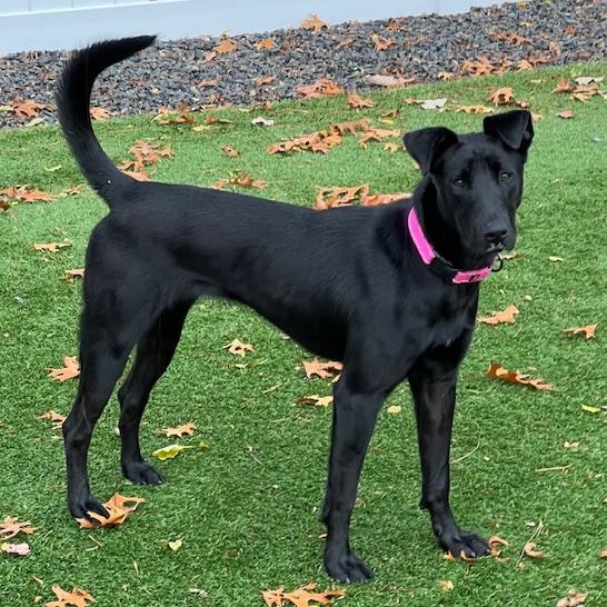 Enlarge TWIG, a Adoptable Mixed Breed in Cranston, RI image 1/1