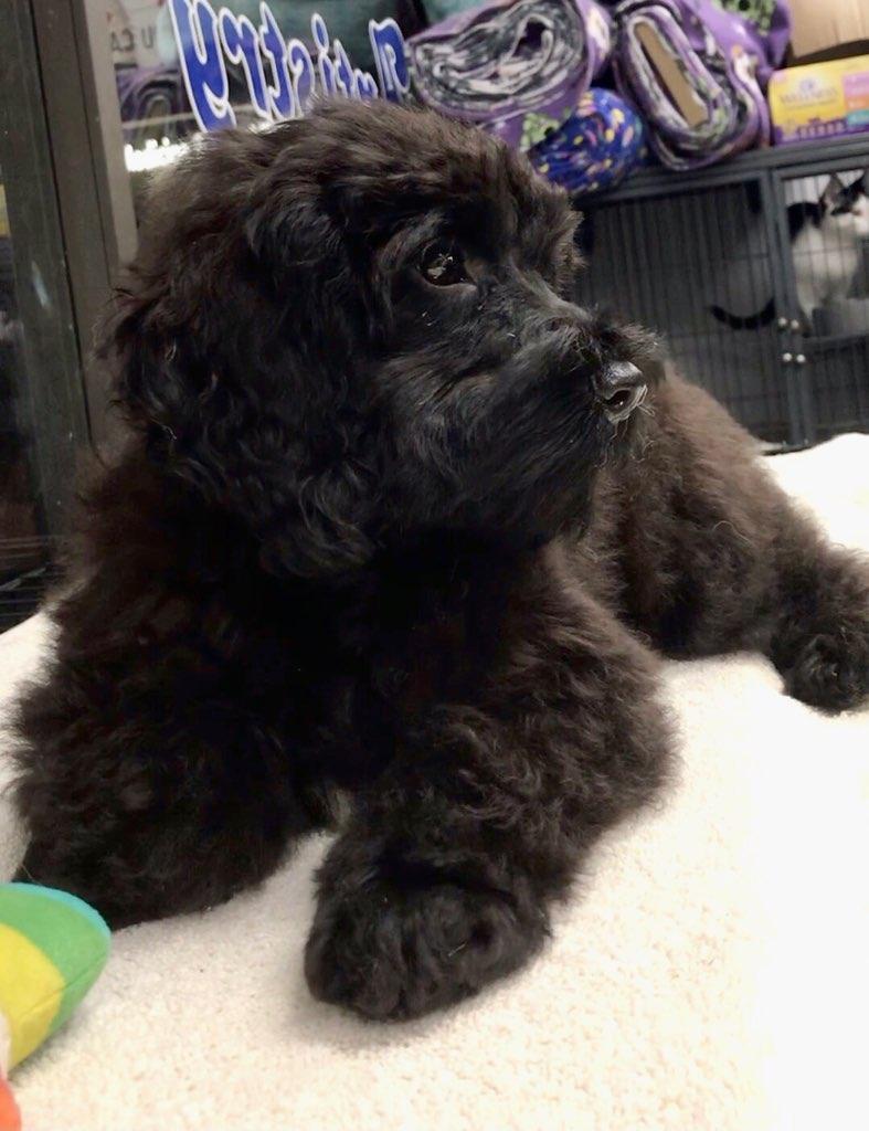 David, Adopted, Puppy Male Cockapoo.