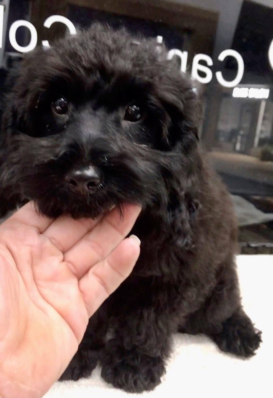 Enlarge David, a Adopted mixed breed in Lincolnwood, IL image 3/4