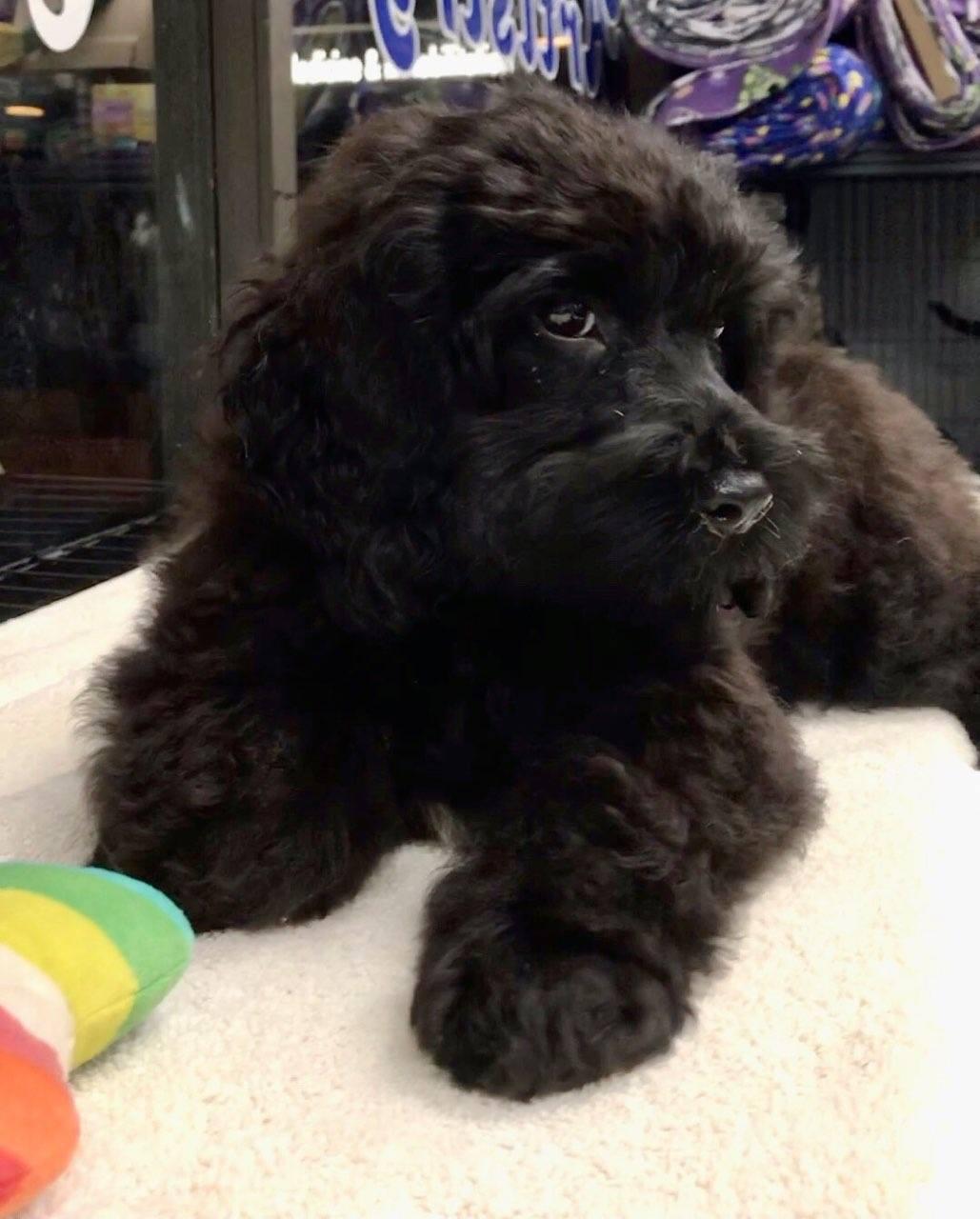 Enlarge David, a Adopted mixed breed in Lincolnwood, IL image 4/4