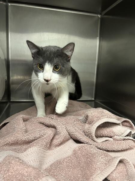 Maximus, Adoptable, Adult Male Domestic Short Hair.