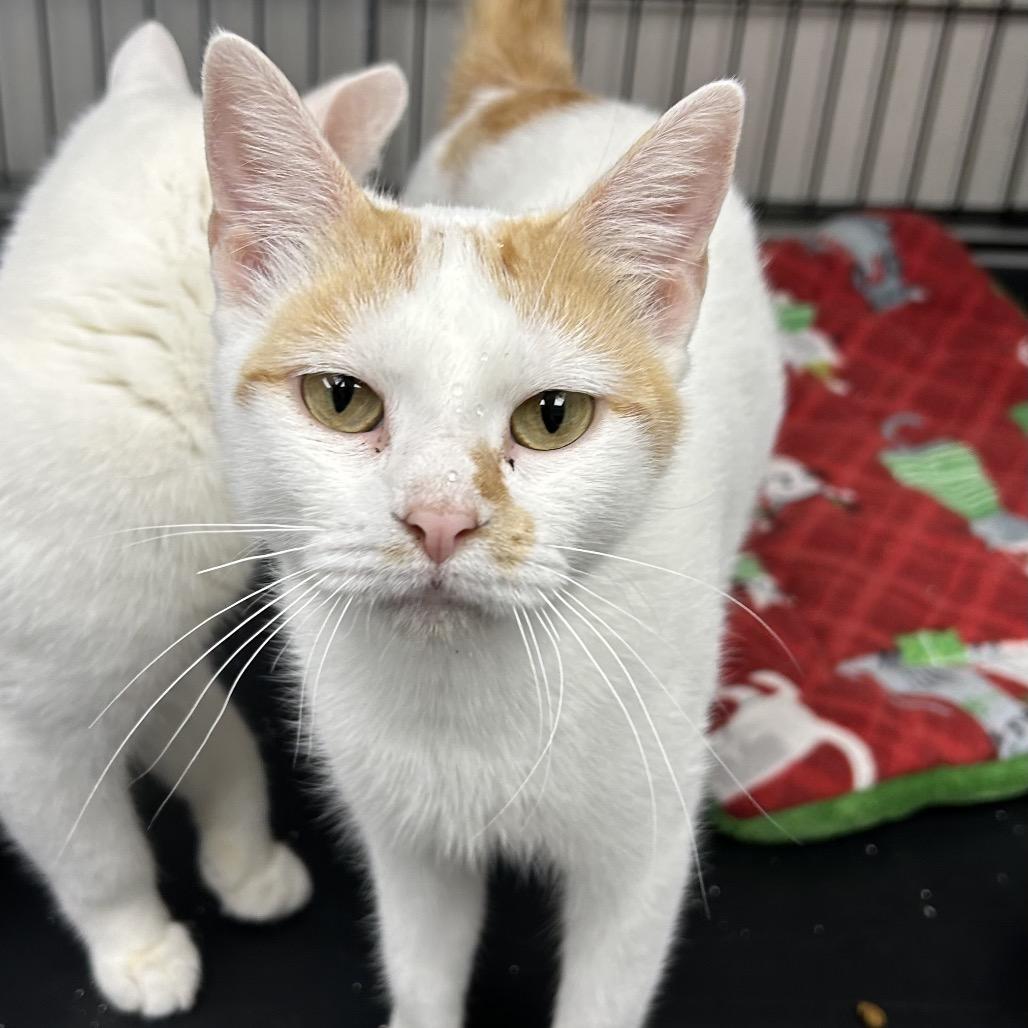 Enlarge Polar, a Adoptable Domestic Short Hair in Hannibal, MO image 1/3