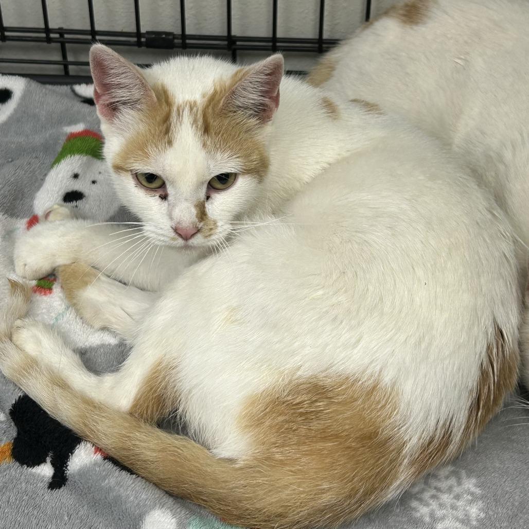 Enlarge Polar, a Adoptable Domestic Short Hair in Hannibal, MO image 2/3