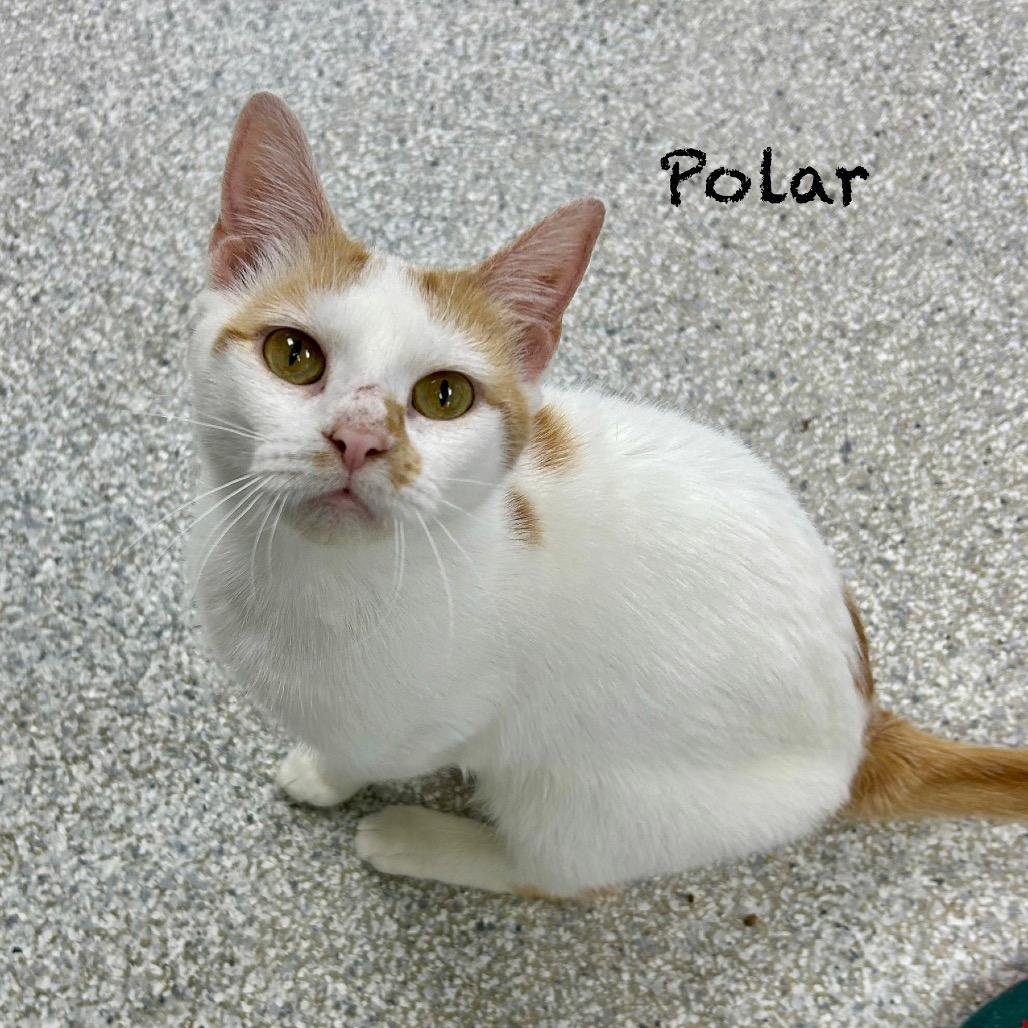 Enlarge Polar, a Adoptable Domestic Short Hair in Hannibal, MO image 3/3
