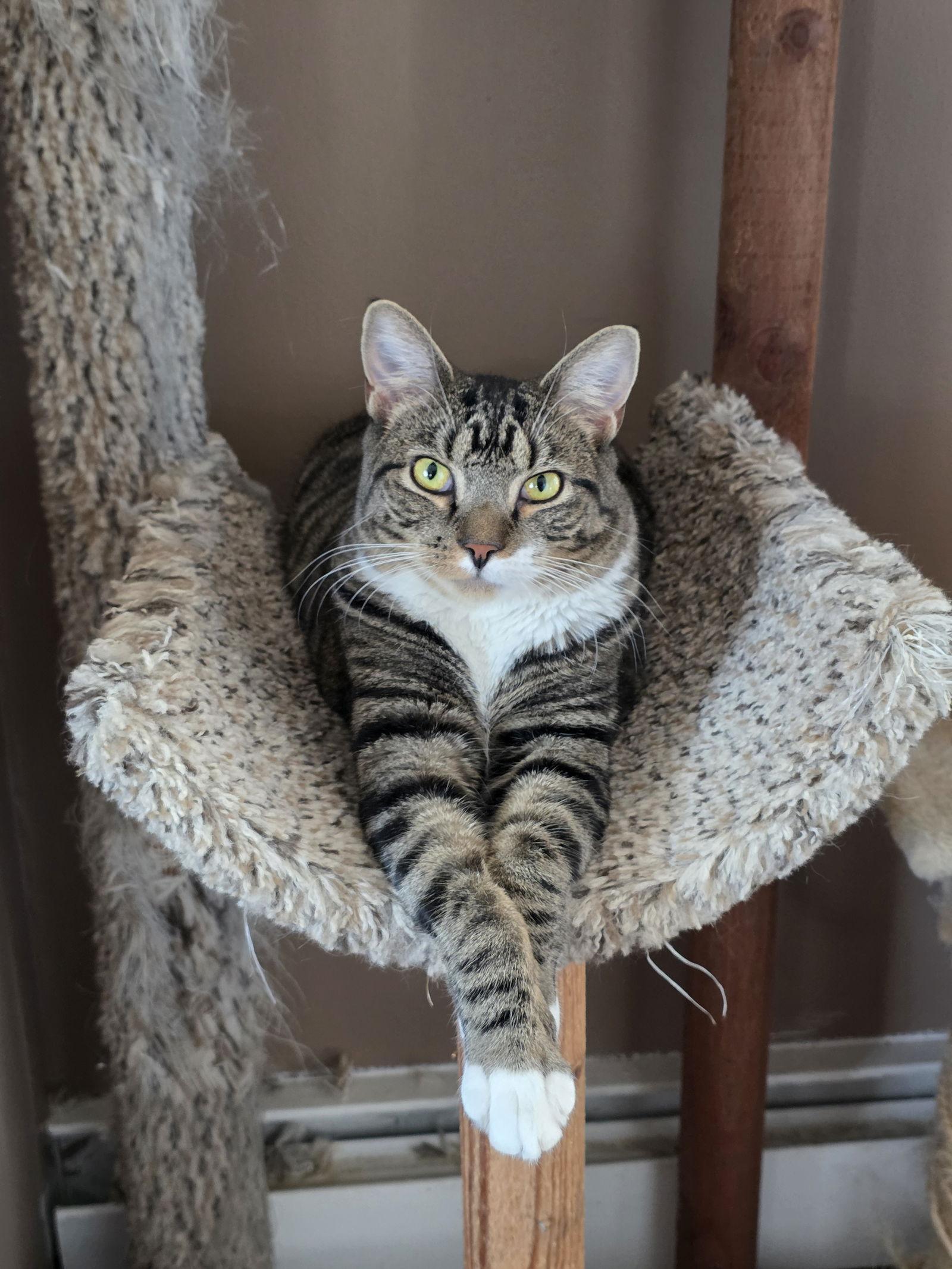 Enlarge Cyan, a Adoptable Domestic Short Hair in Naugatuck, CT image 1/3