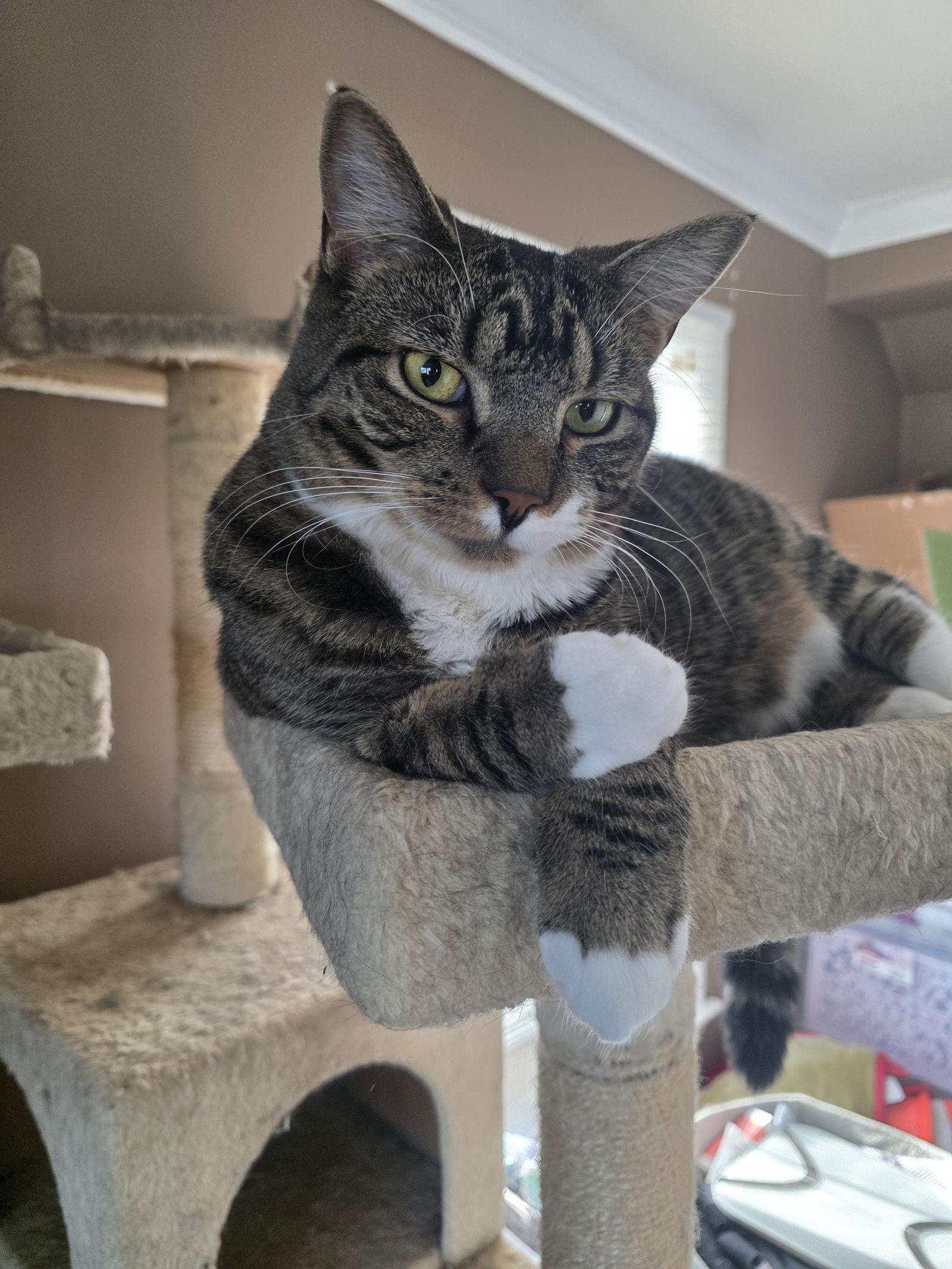 Enlarge Cyan, a Adoptable Domestic Short Hair in Naugatuck, CT image 1/3