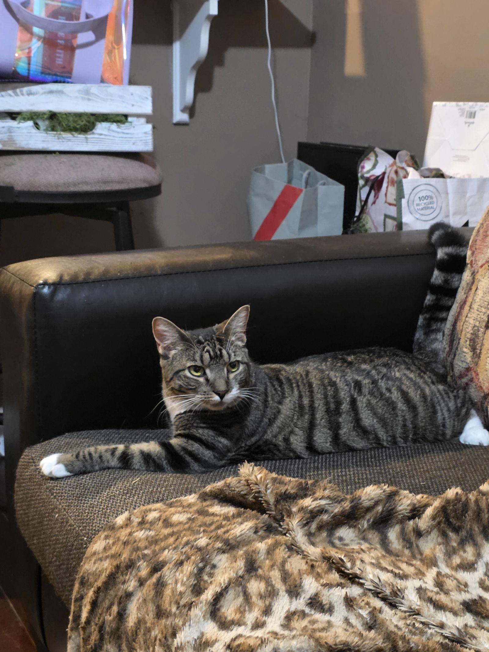 Enlarge Cyan, a Adoptable Domestic Short Hair in Naugatuck, CT image 3/3