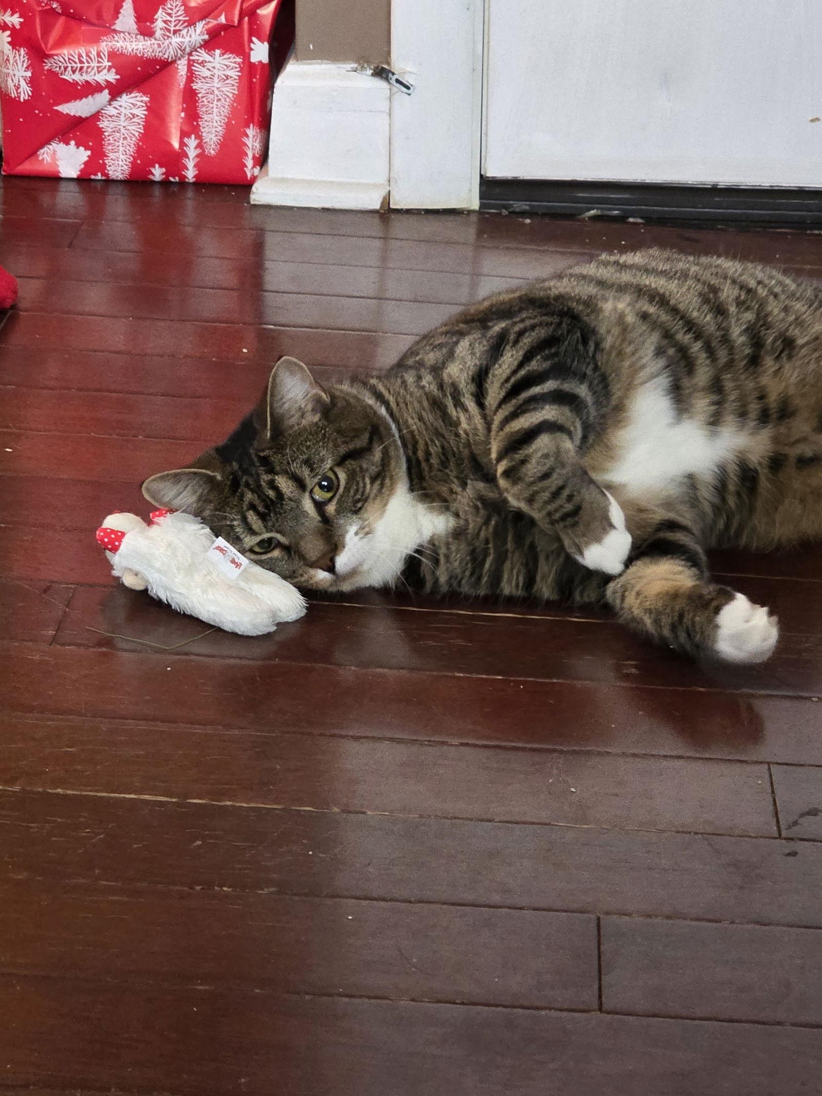 Enlarge Cyan, a Adoptable Domestic Short Hair in Naugatuck, CT image 2/3