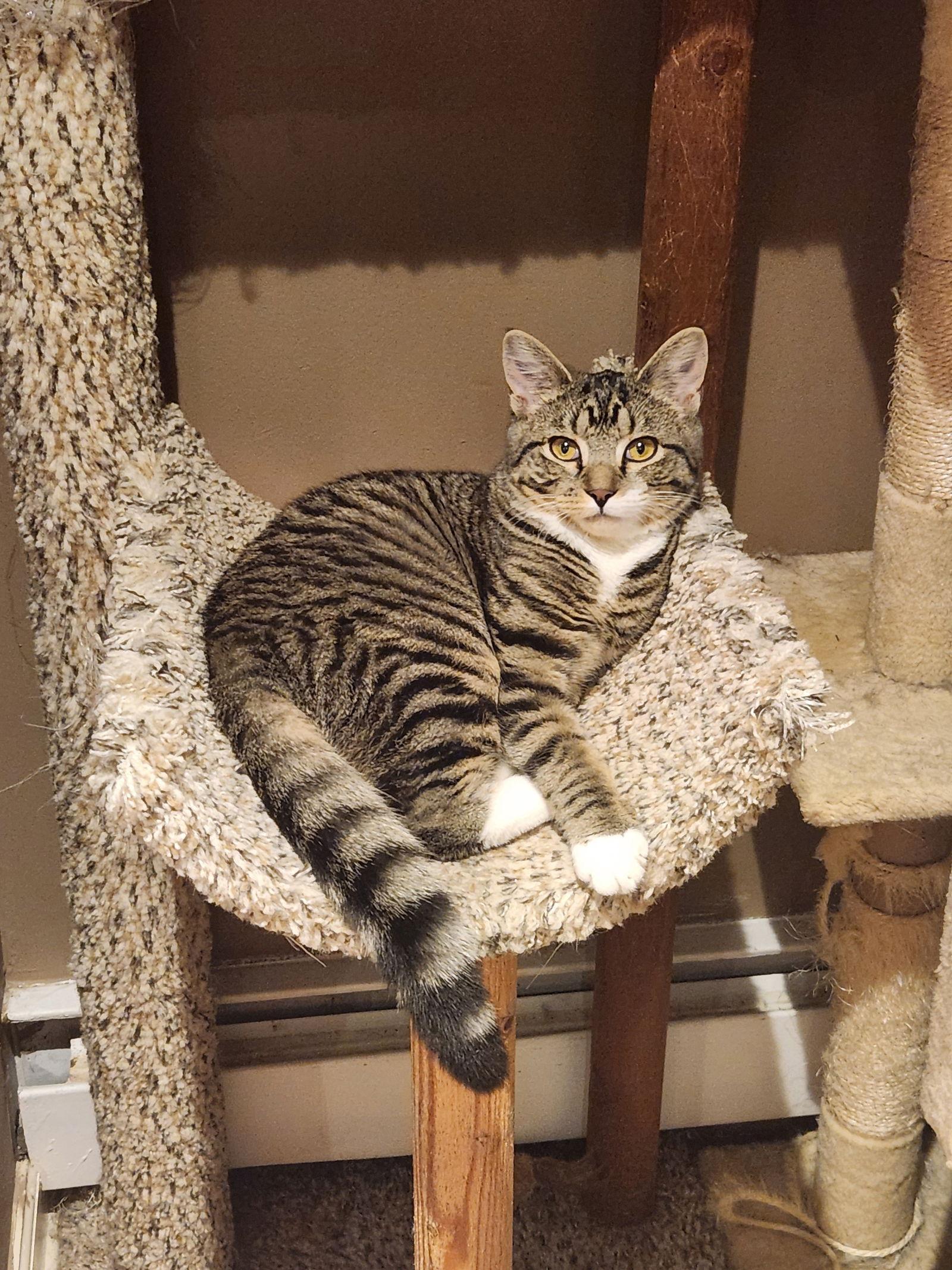 Cyan, Adoptable, Kitten Female Domestic Short Hair.