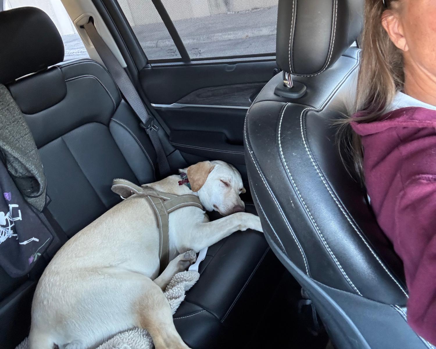 Enlarge Korvo, a Adoptable mixed breed in San Antonio, TX image 4/6