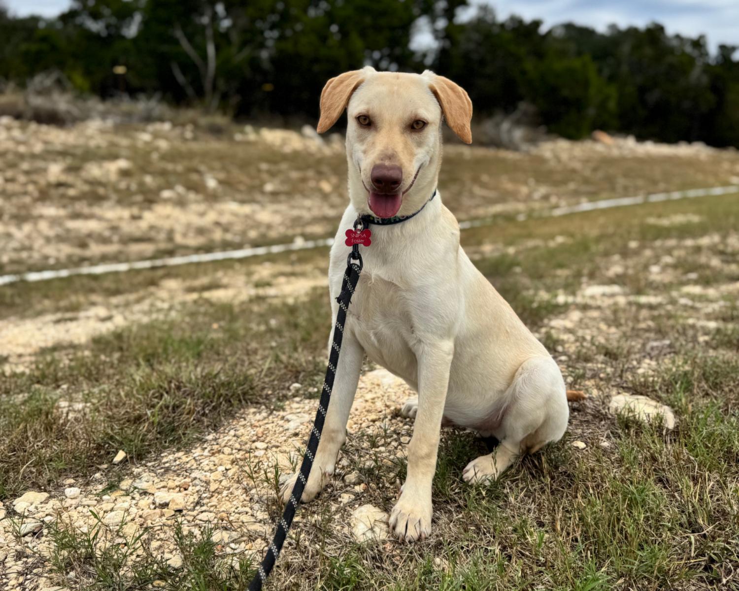 Korvo, Adoptable, Puppy Male Yellow Labrador Retriever.