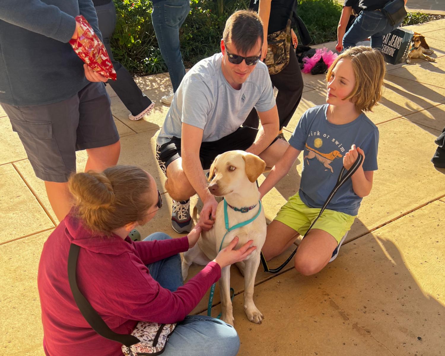 Enlarge Korvo, a Adoptable mixed breed in San Antonio, TX image 3/6
