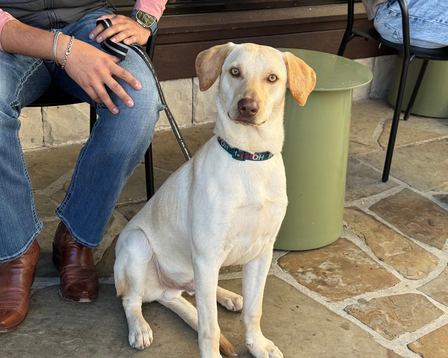 Enlarge Korvo, a Adoptable mixed breed in San Antonio, TX image 2/6