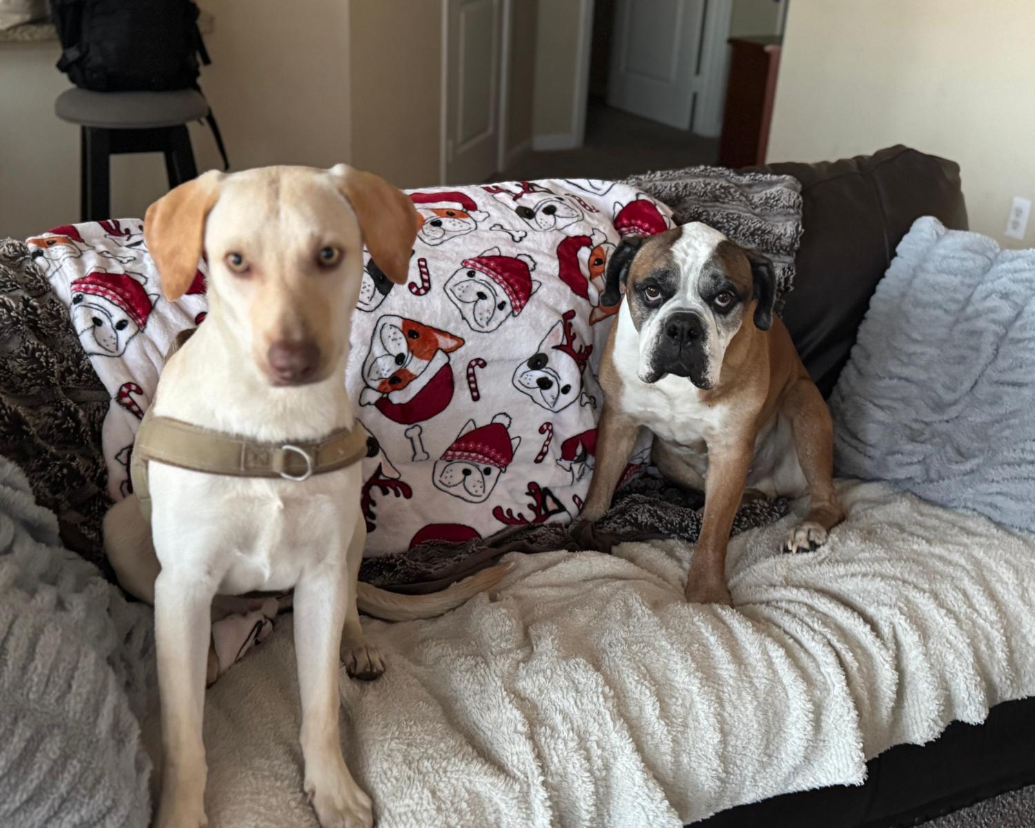 Enlarge Korvo, a Adoptable mixed breed in San Antonio, TX image 5/6