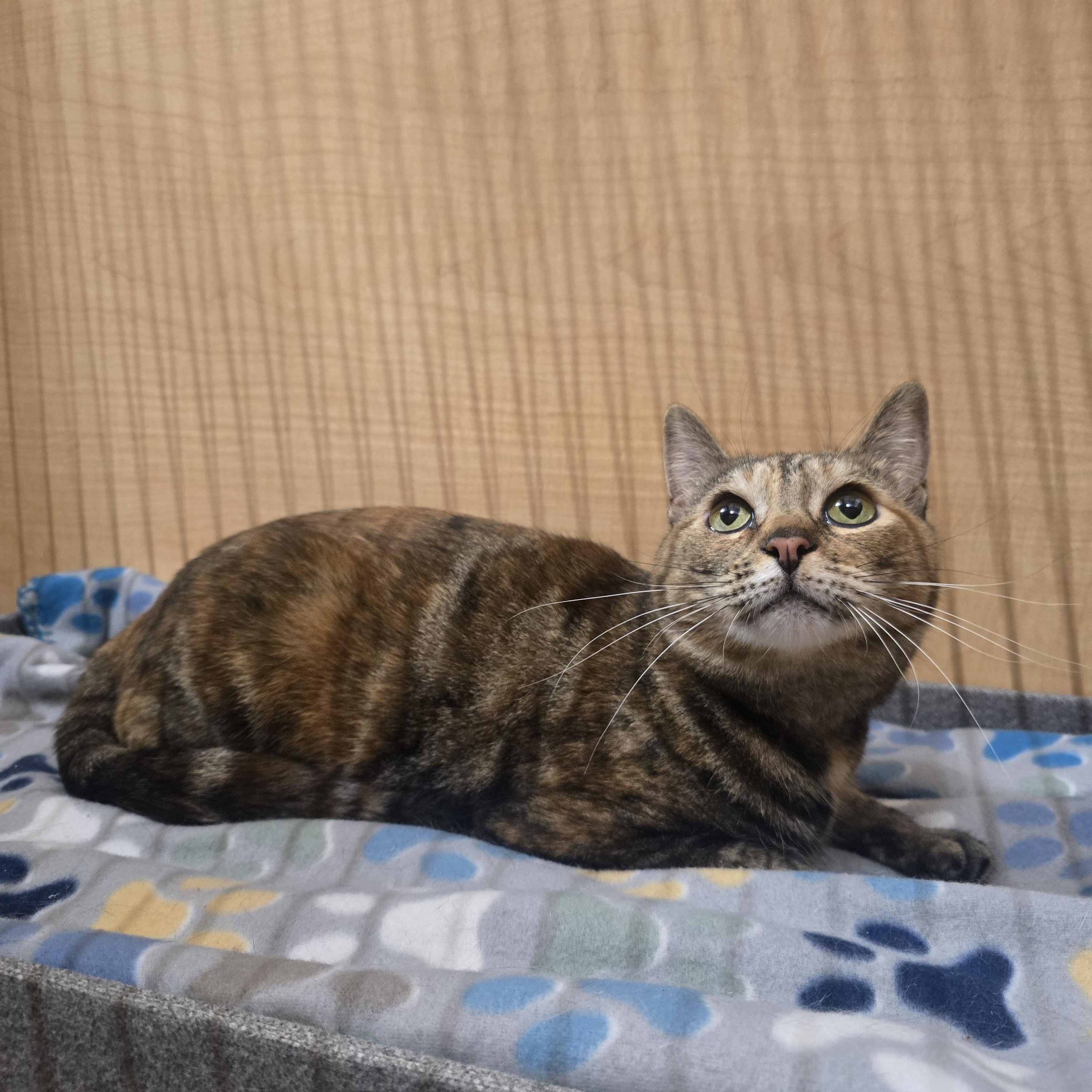 Enlarge Rosie, a Adopted Domestic Short Hair in Yukon, OK image 1/1
