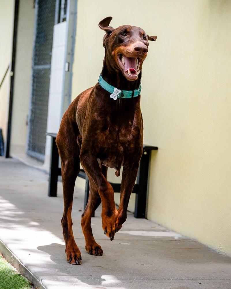 Navi, a Adoptable Doberman Pinscher in Saint Petersburg, FL image 2/3