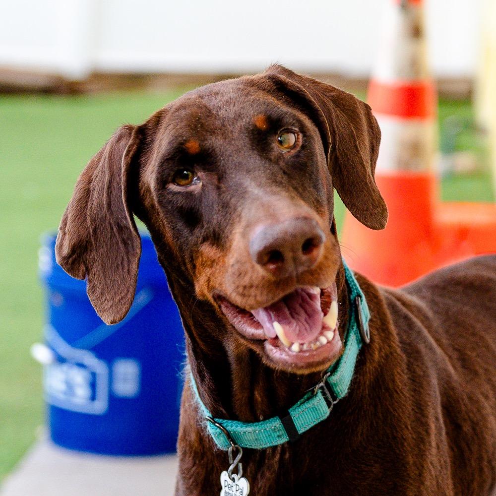 Navi, a Adoptable Doberman Pinscher in Saint Petersburg, FL image 3/3