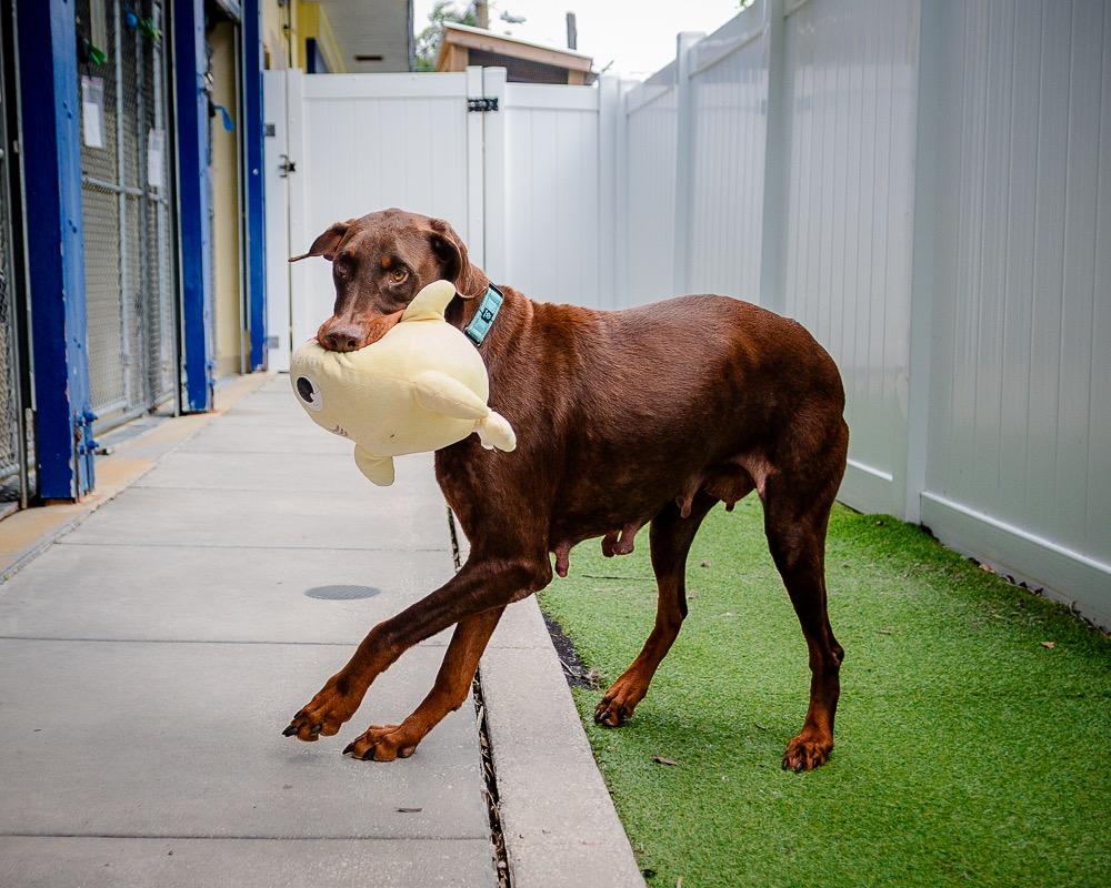 Enlarge Navi, a Adoptable Doberman Pinscher in Saint Petersburg, FL image 3/3