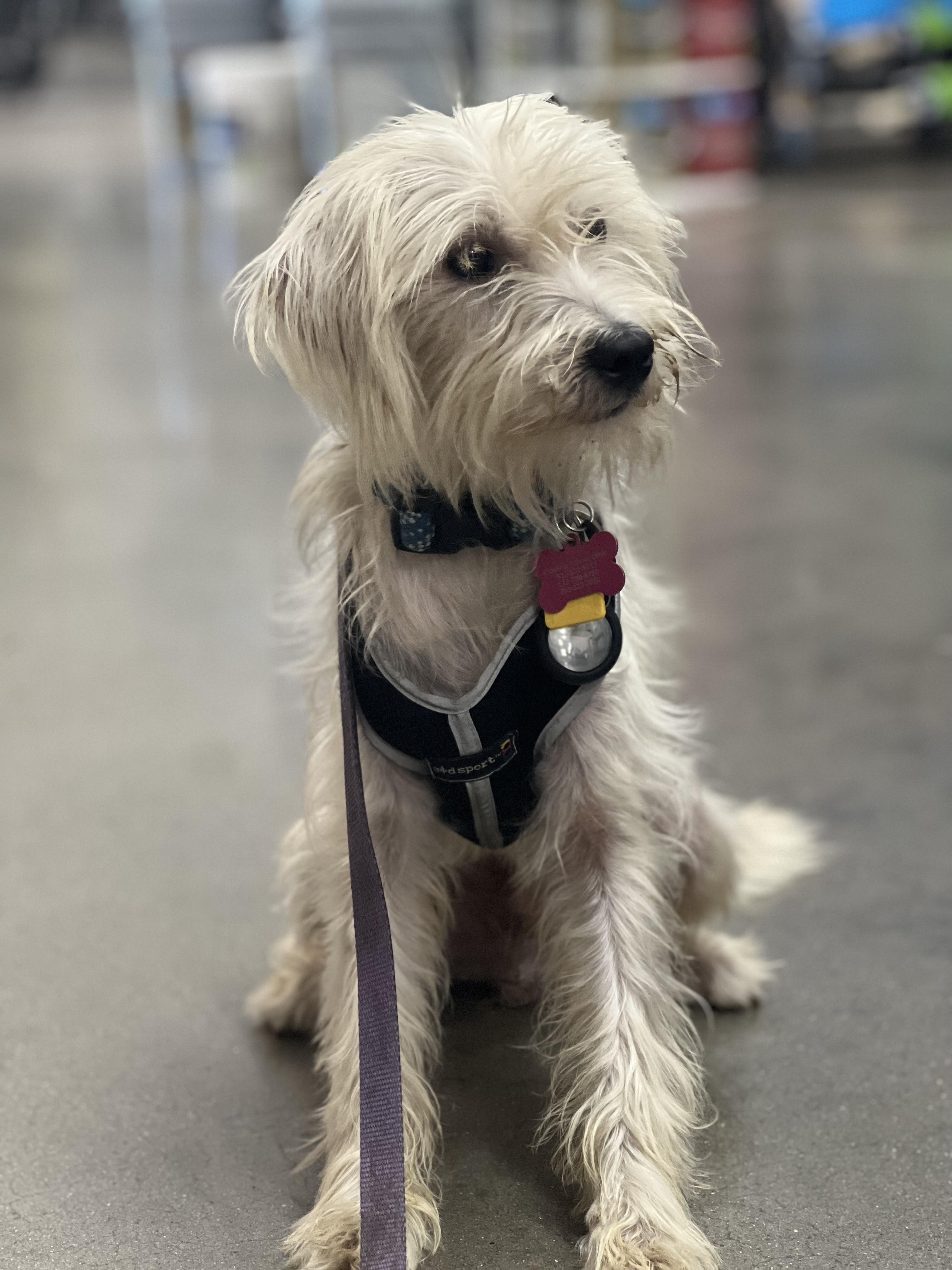Chowder, an adoptable Maltipoo in Austin, TX, 78745 | Photo Image 1