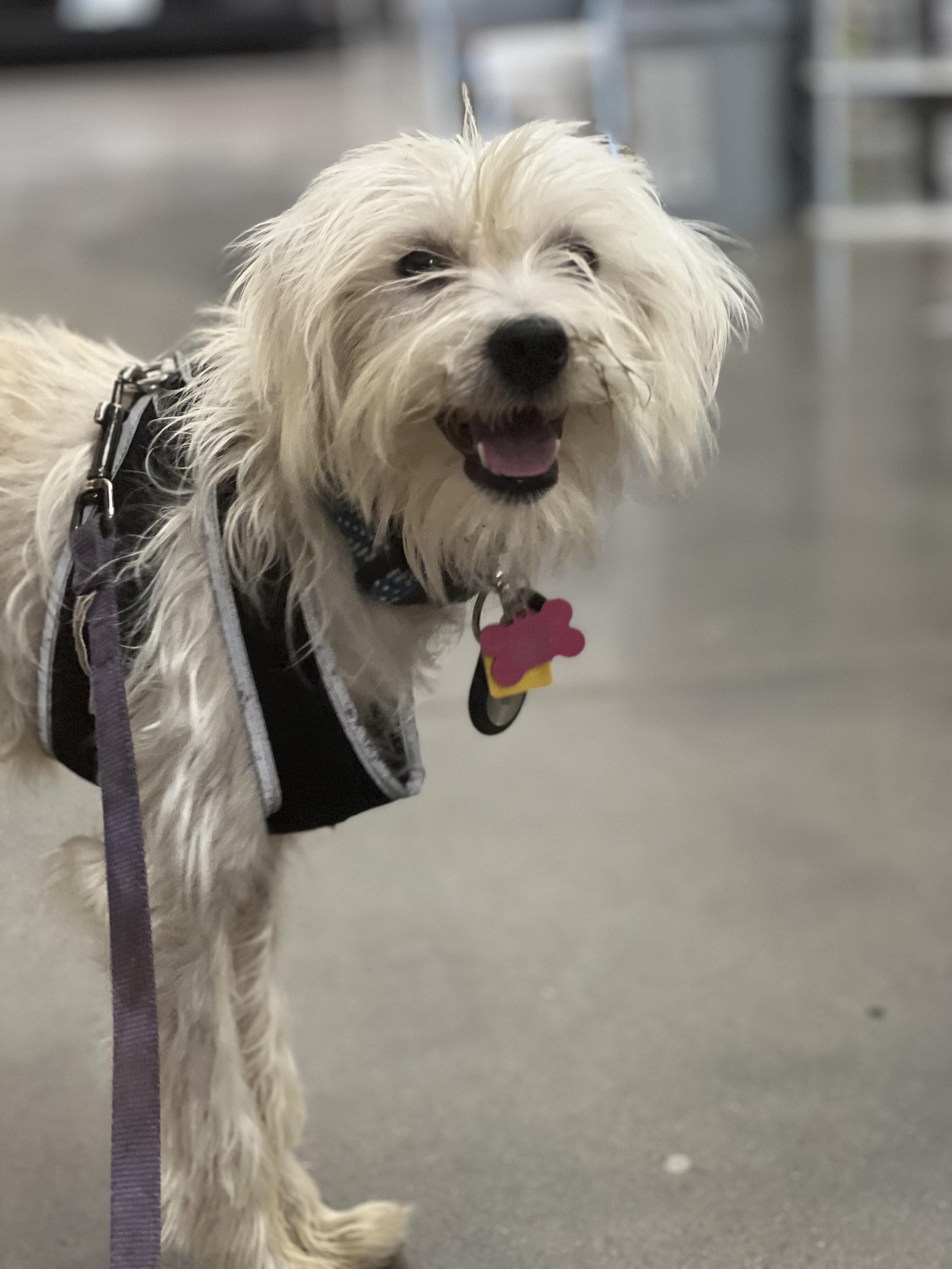 Chowder, an adoptable Maltipoo in Austin, TX, 78745 | Photo Image 2