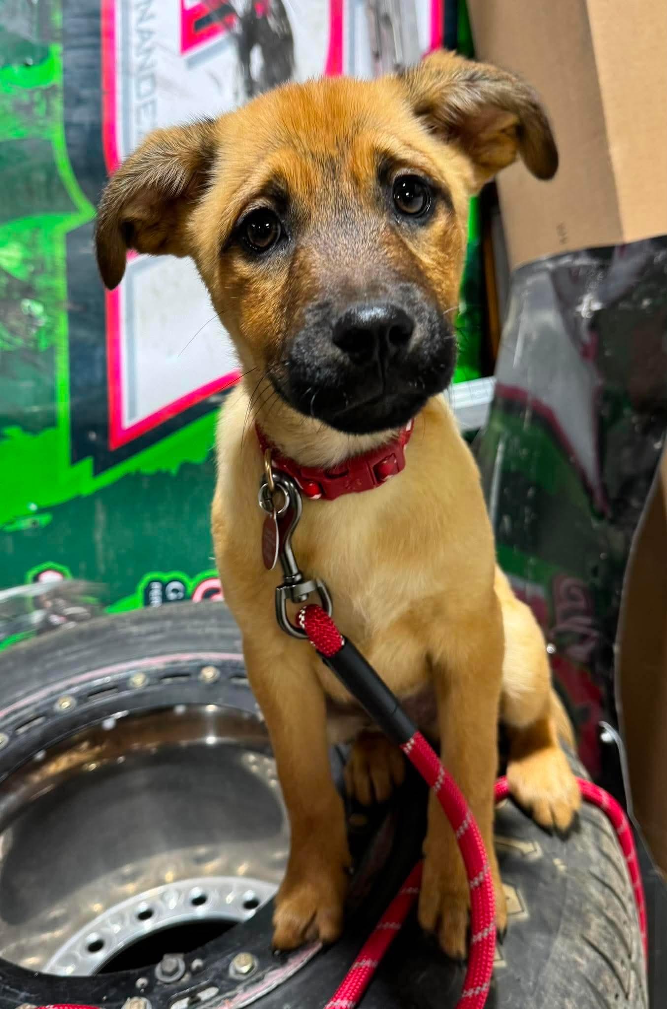 Enlarge Buster, a ADOPTABLE mixed breed in Byron, IL image 2/4