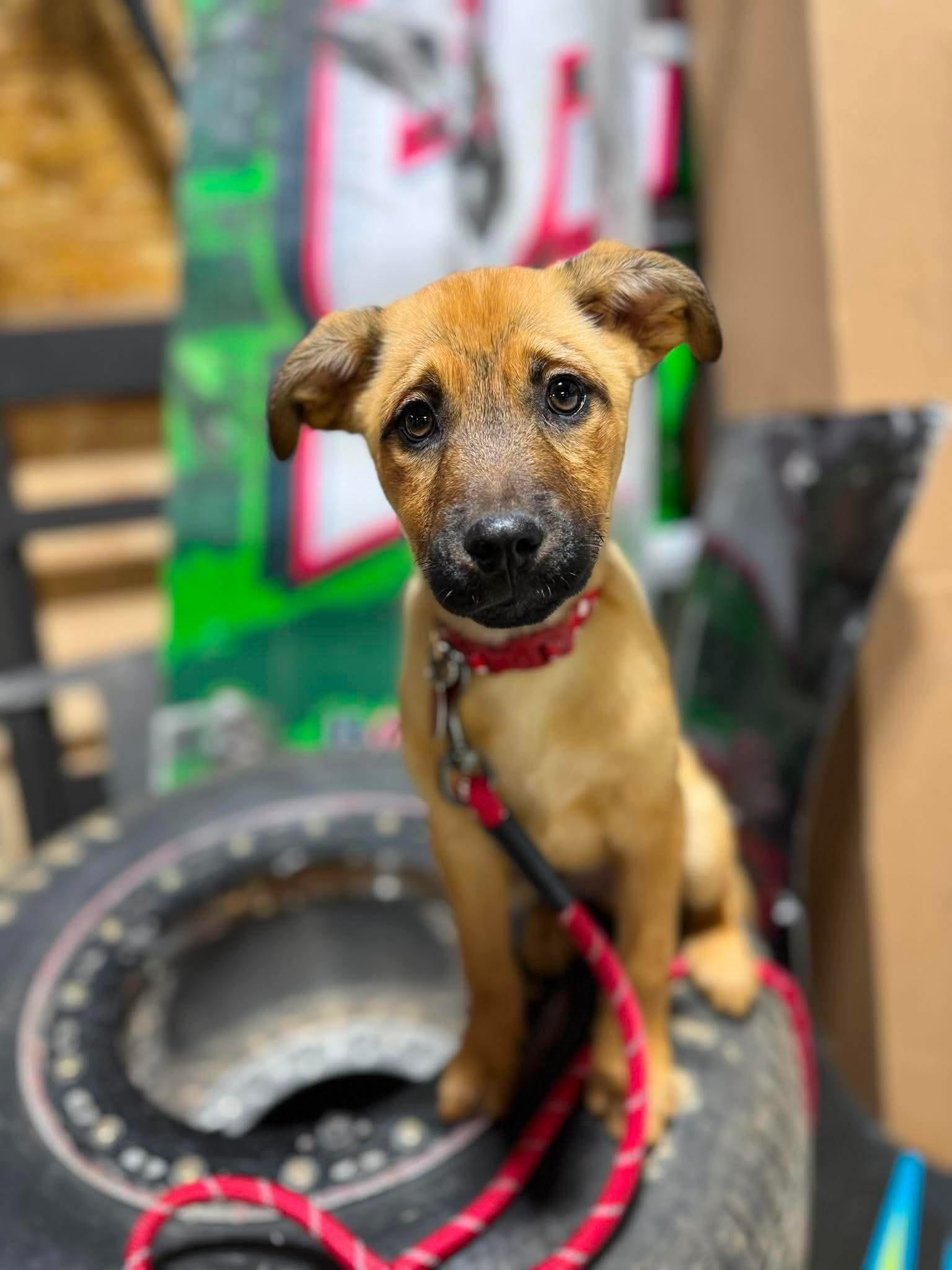 Buster, ADOPTABLE, Puppy Male German Shepherd Dog.