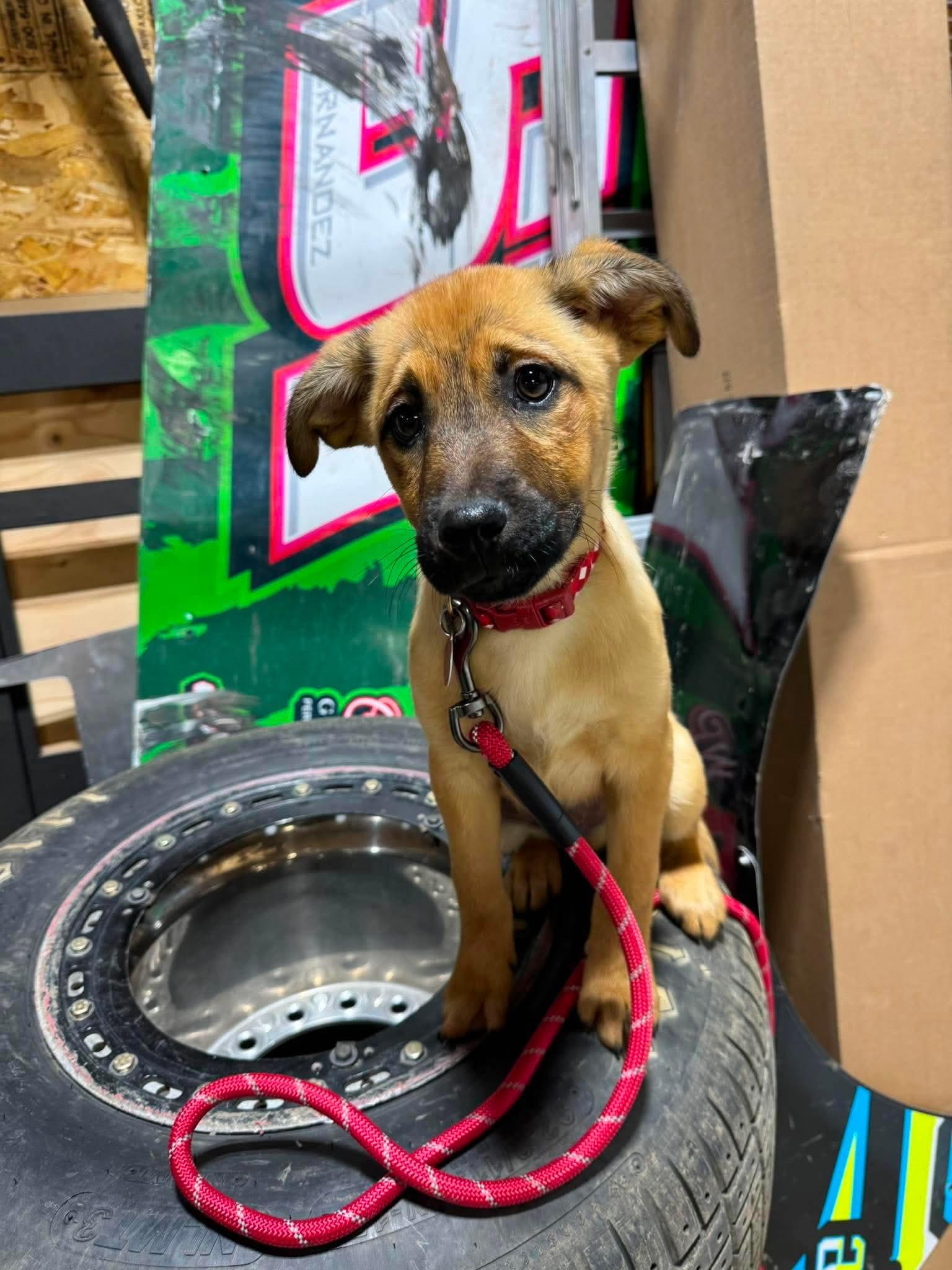 Enlarge Buster, a ADOPTABLE mixed breed in Byron, IL image 3/4