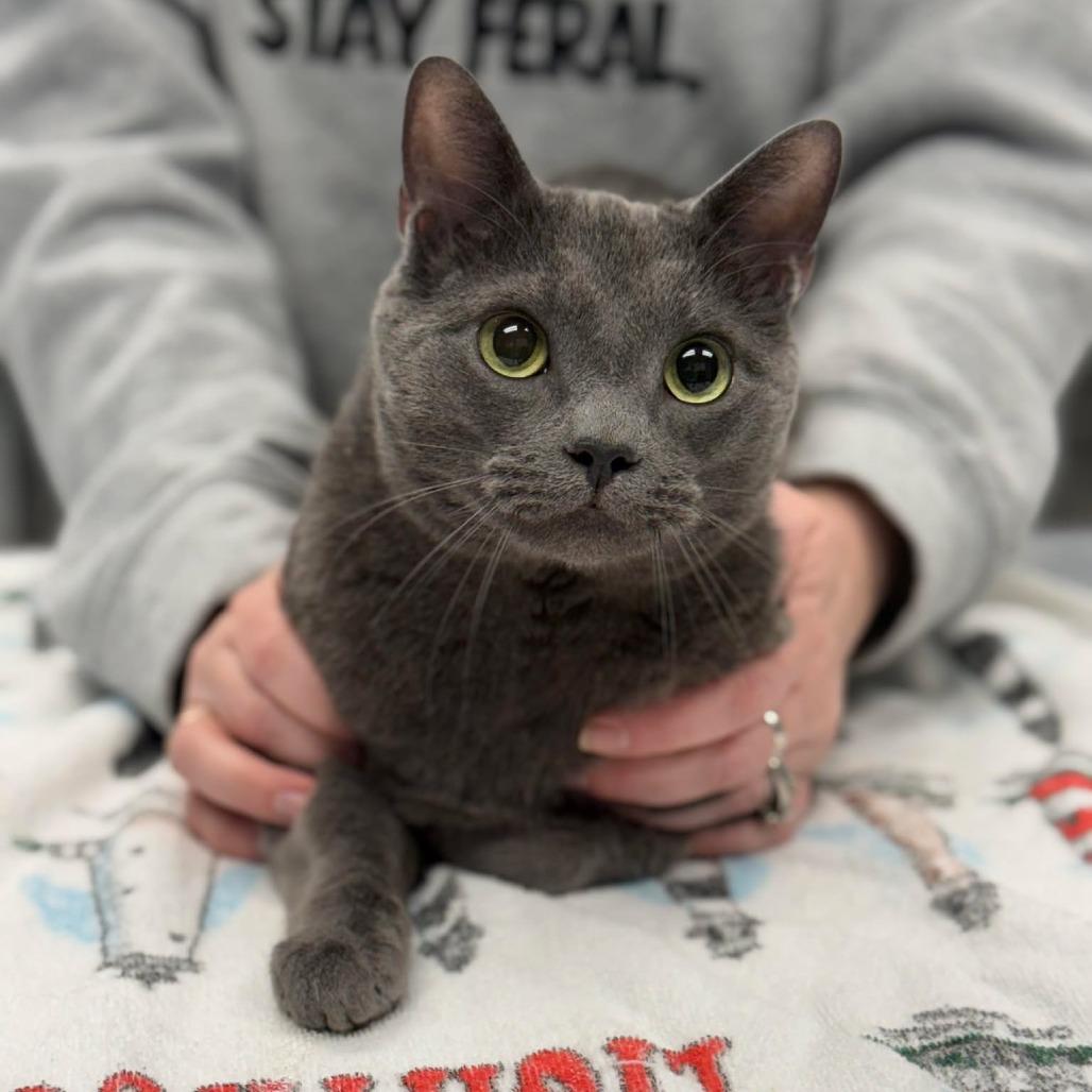 Enlarge Oliver, a Adoptable Domestic Short Hair in Martinsville, VA image 1/2