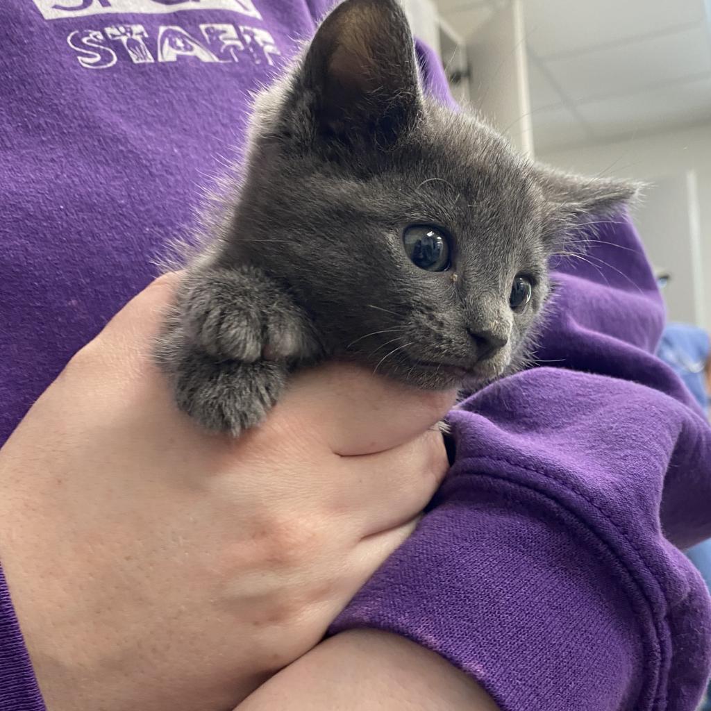 Enlarge Oliver, a Adoptable Domestic Short Hair in Martinsville, VA image 2/2